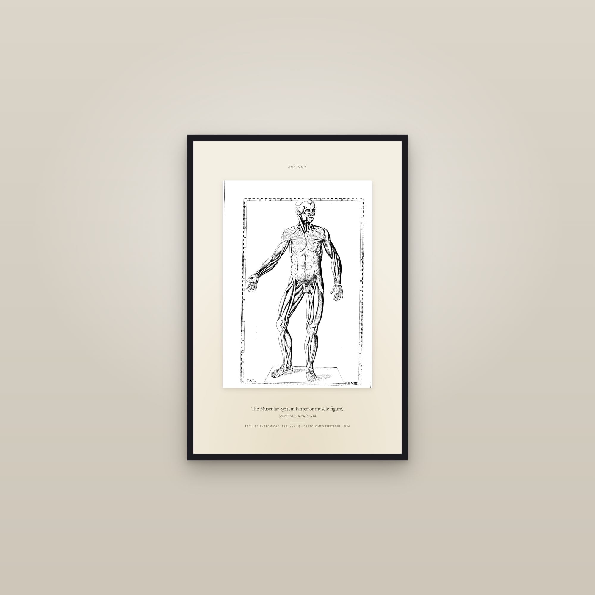 The Muscular System (anterior muscle figure) — Specimen — framed in a gallery setting