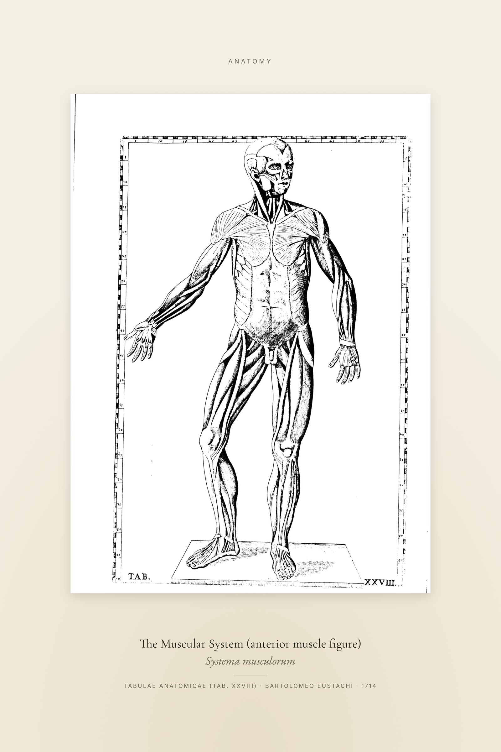 The Muscular System (anterior muscle figure) — Specimen