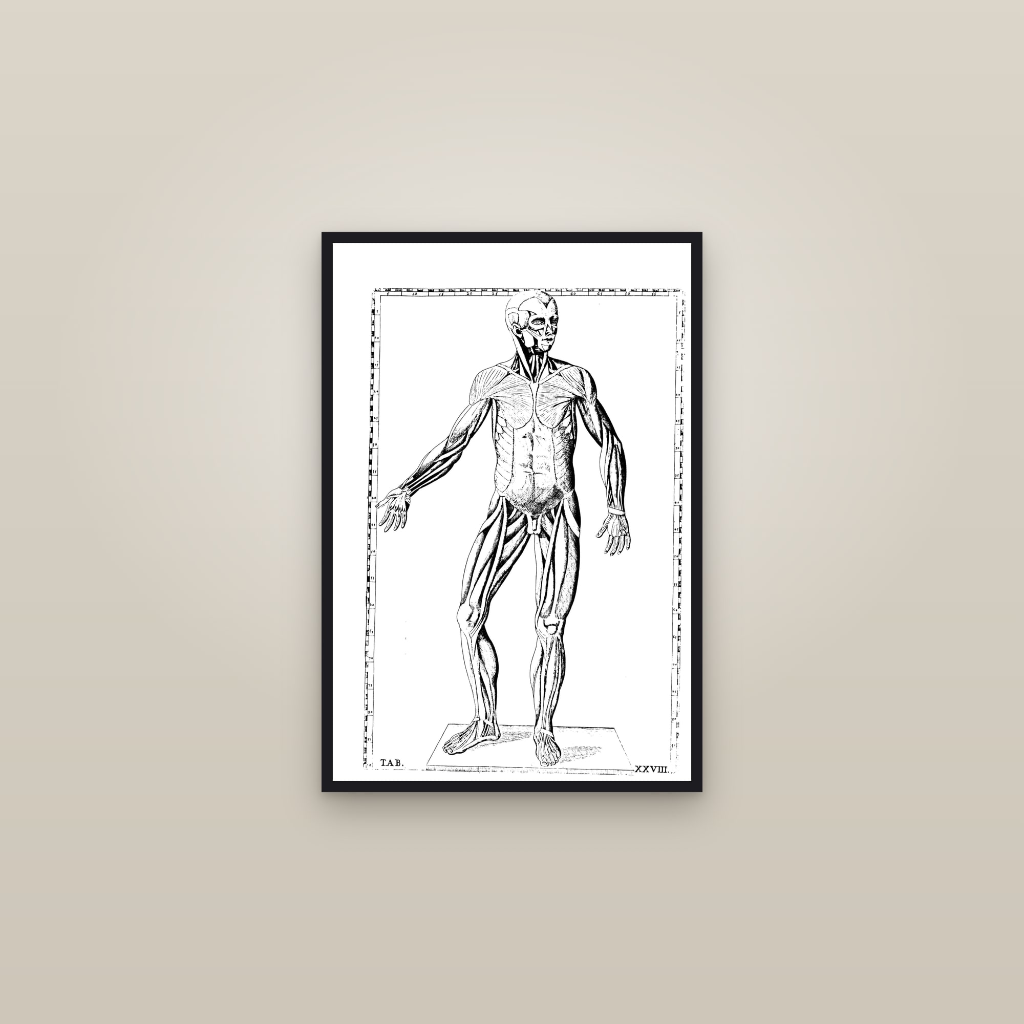 The Muscular System (anterior muscle figure) — framed in a gallery setting