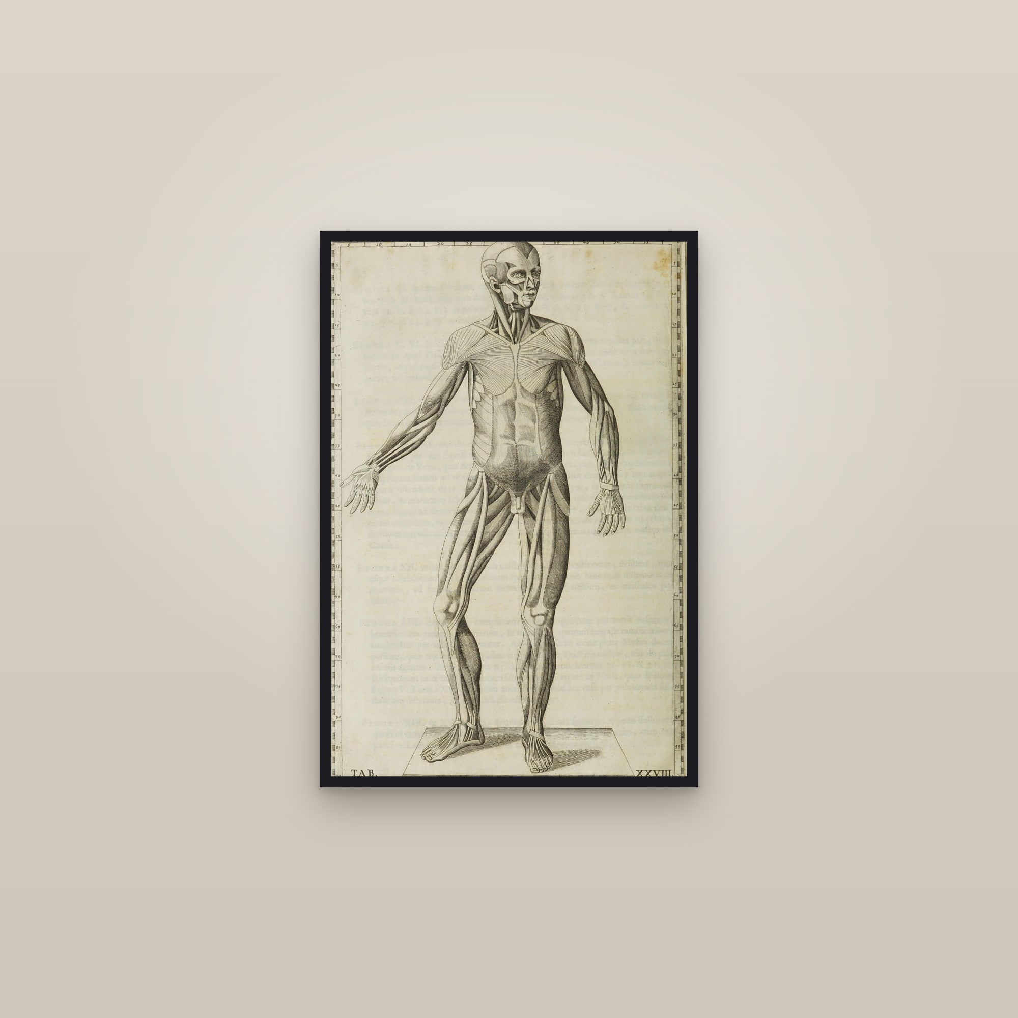 The Muscular System (anterior muscle figure) — framed in a gallery setting