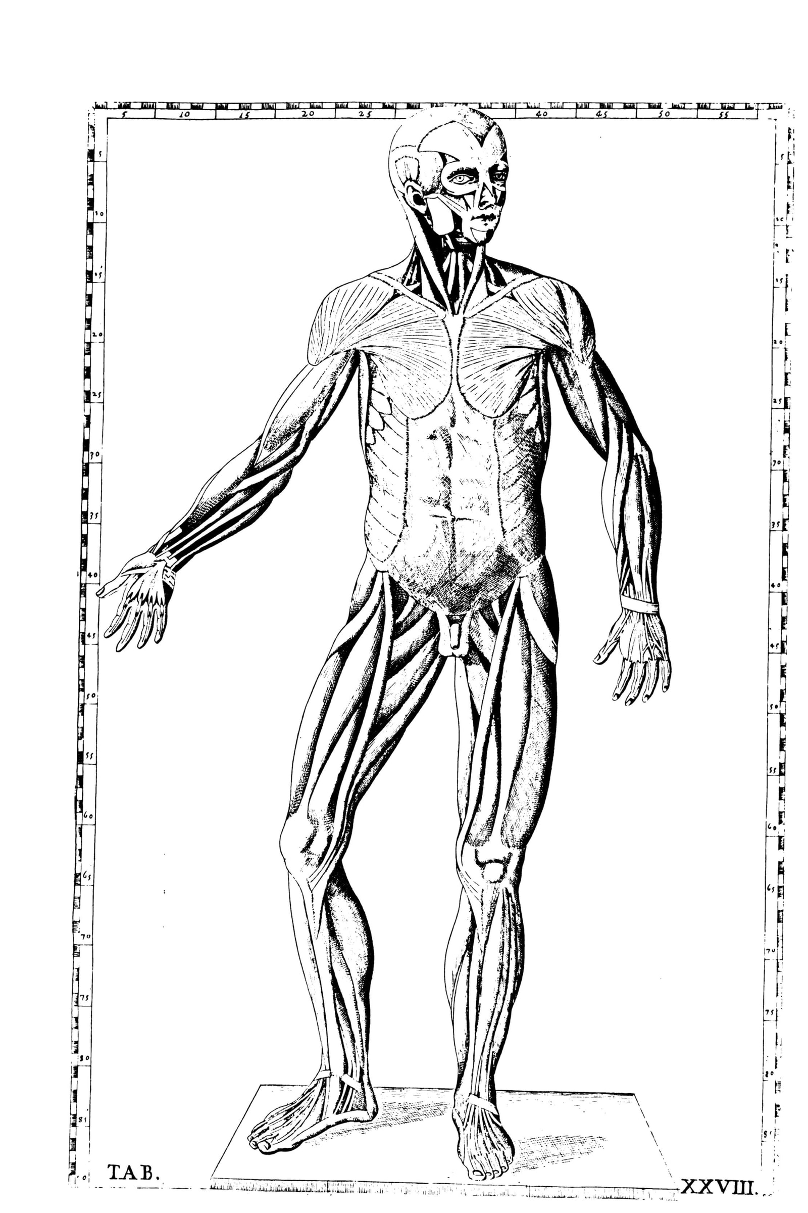 The Muscular System (anterior muscle figure)
