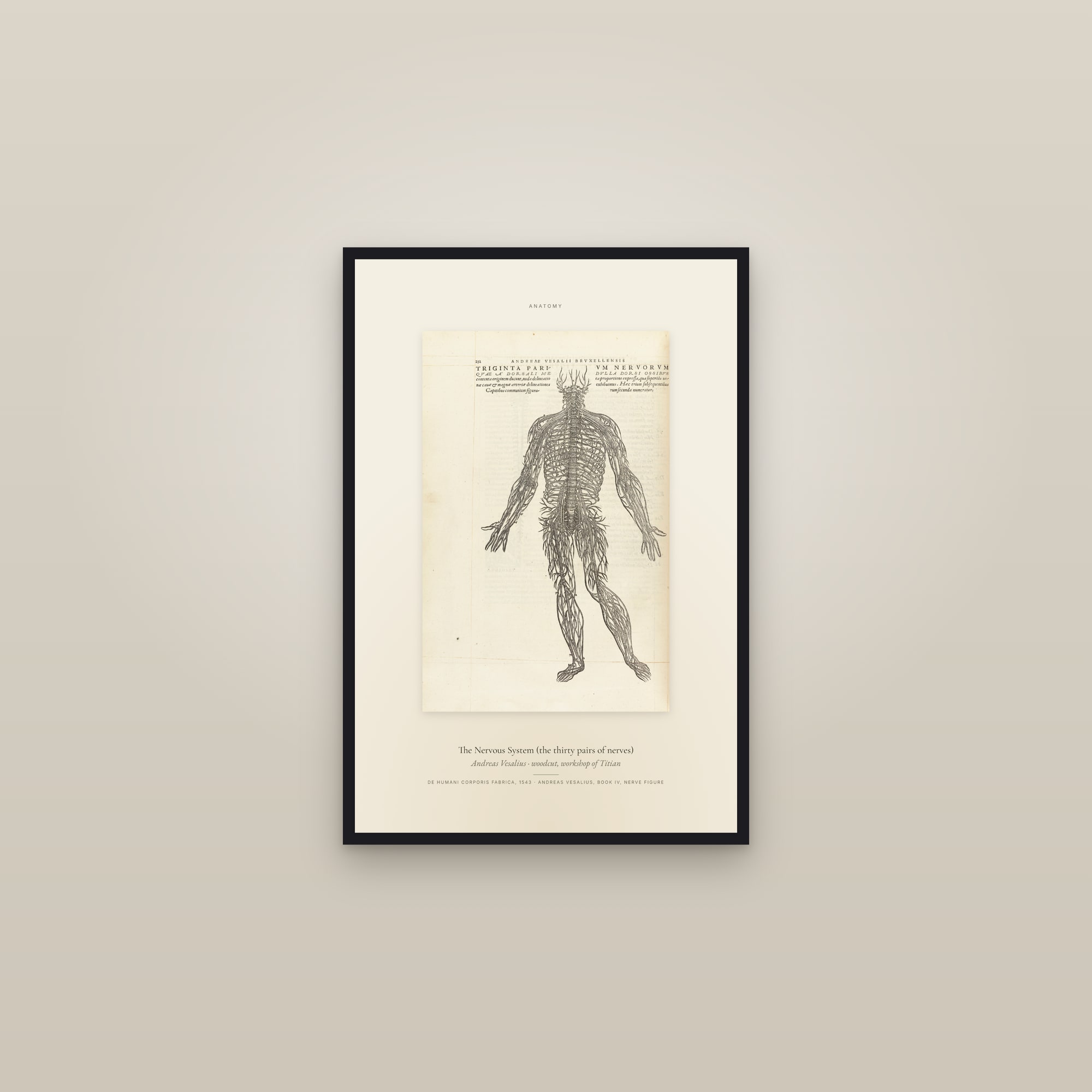 The Nervous System (the thirty pairs of nerves) — Specimen — framed in a gallery setting