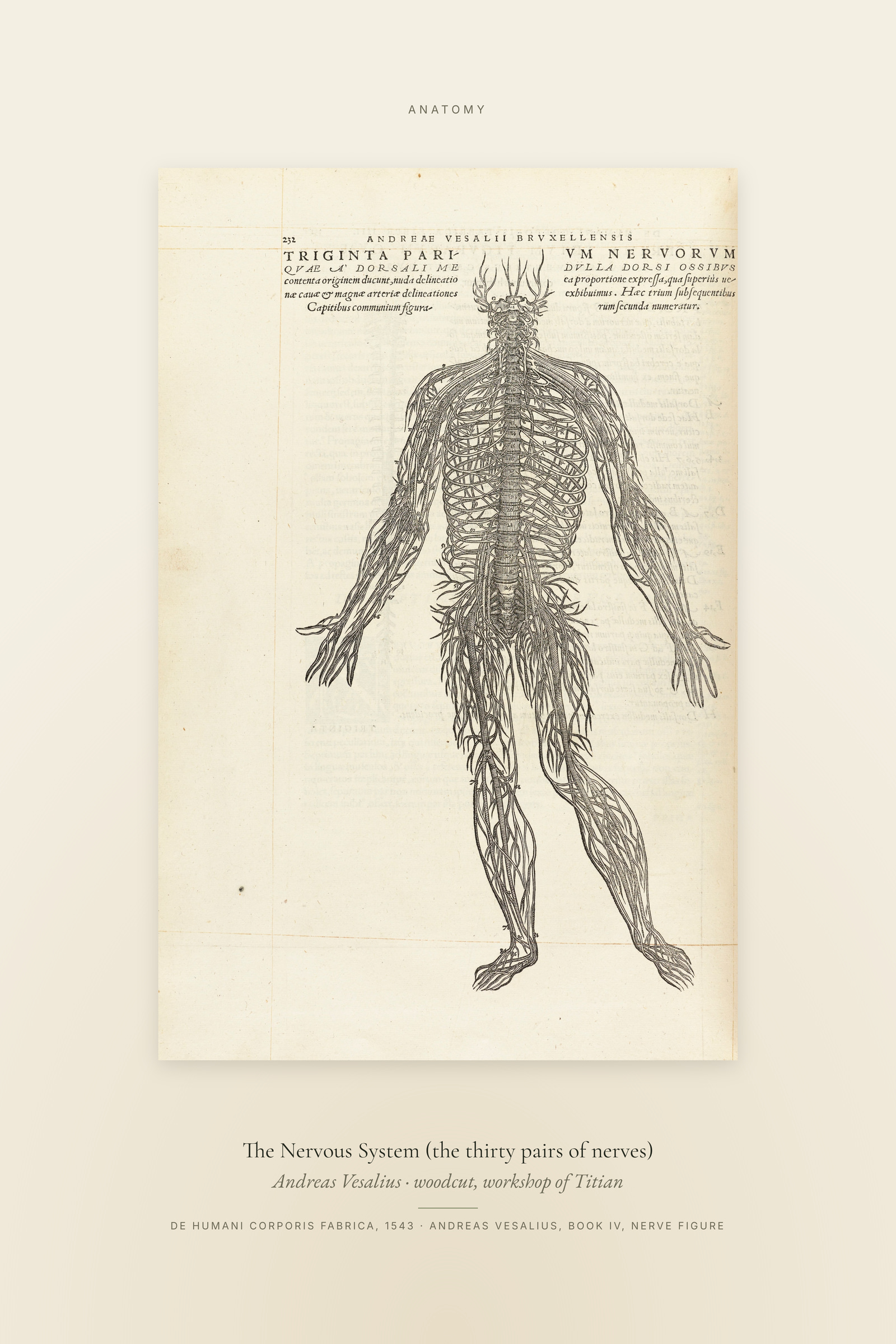 The Nervous System (the thirty pairs of nerves) — Specimen