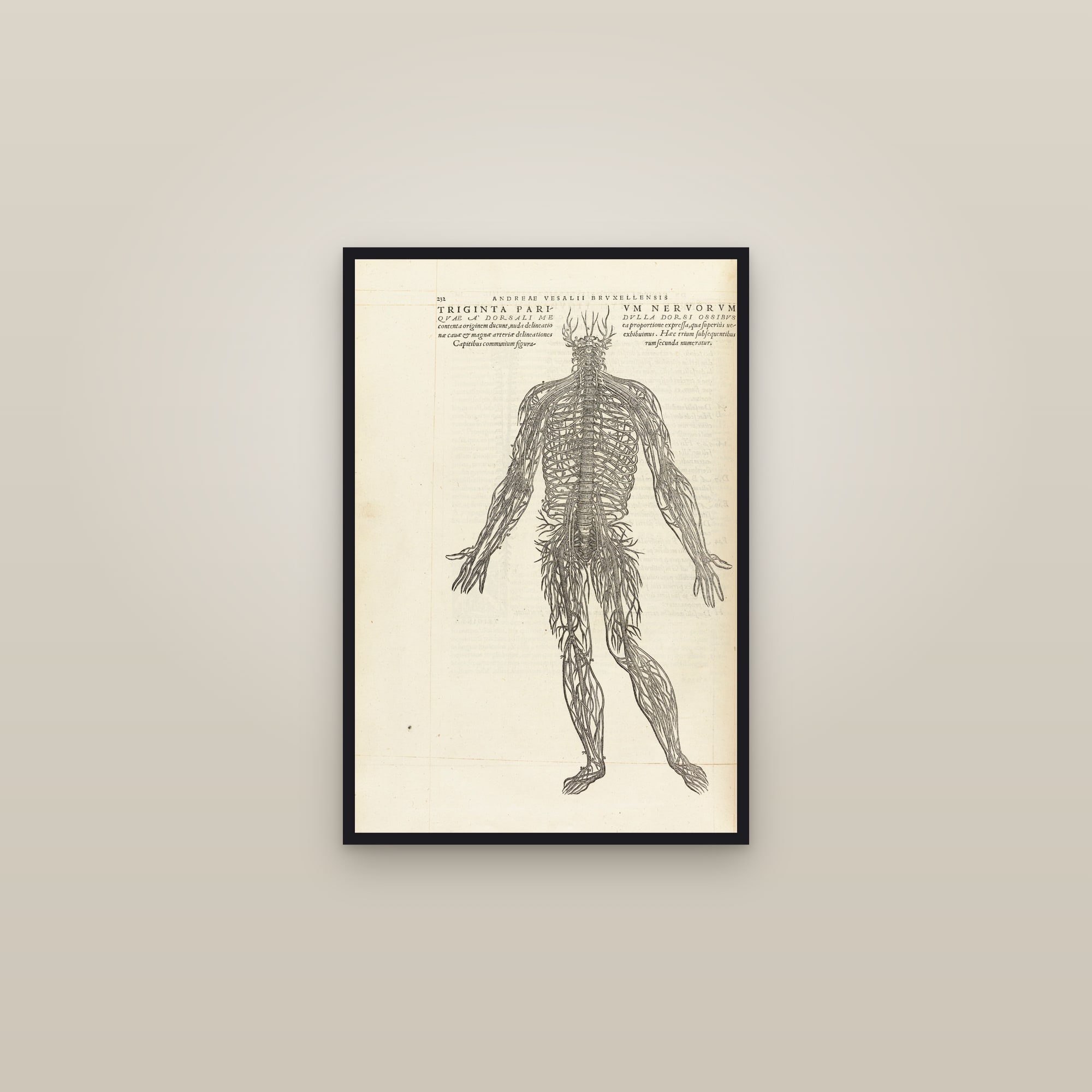 The Nervous System (the thirty pairs of nerves) — framed in a gallery setting