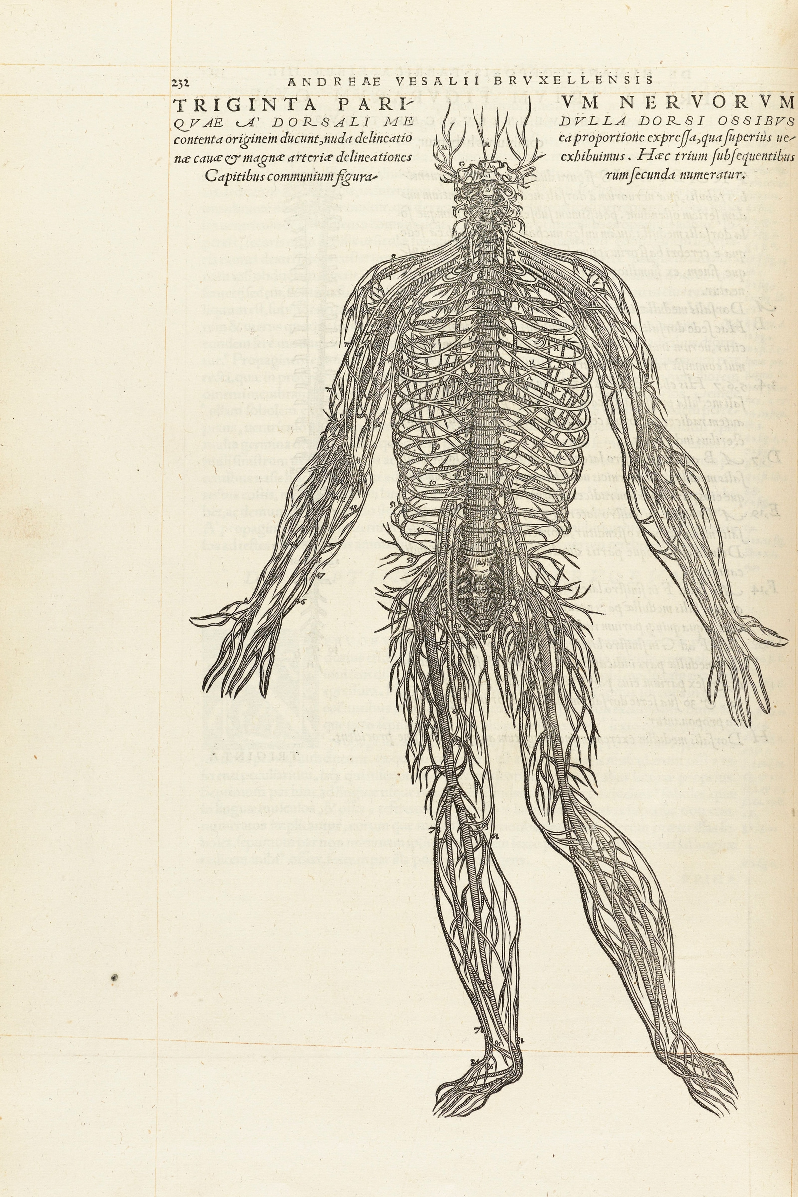 The Nervous System (the thirty pairs of nerves)