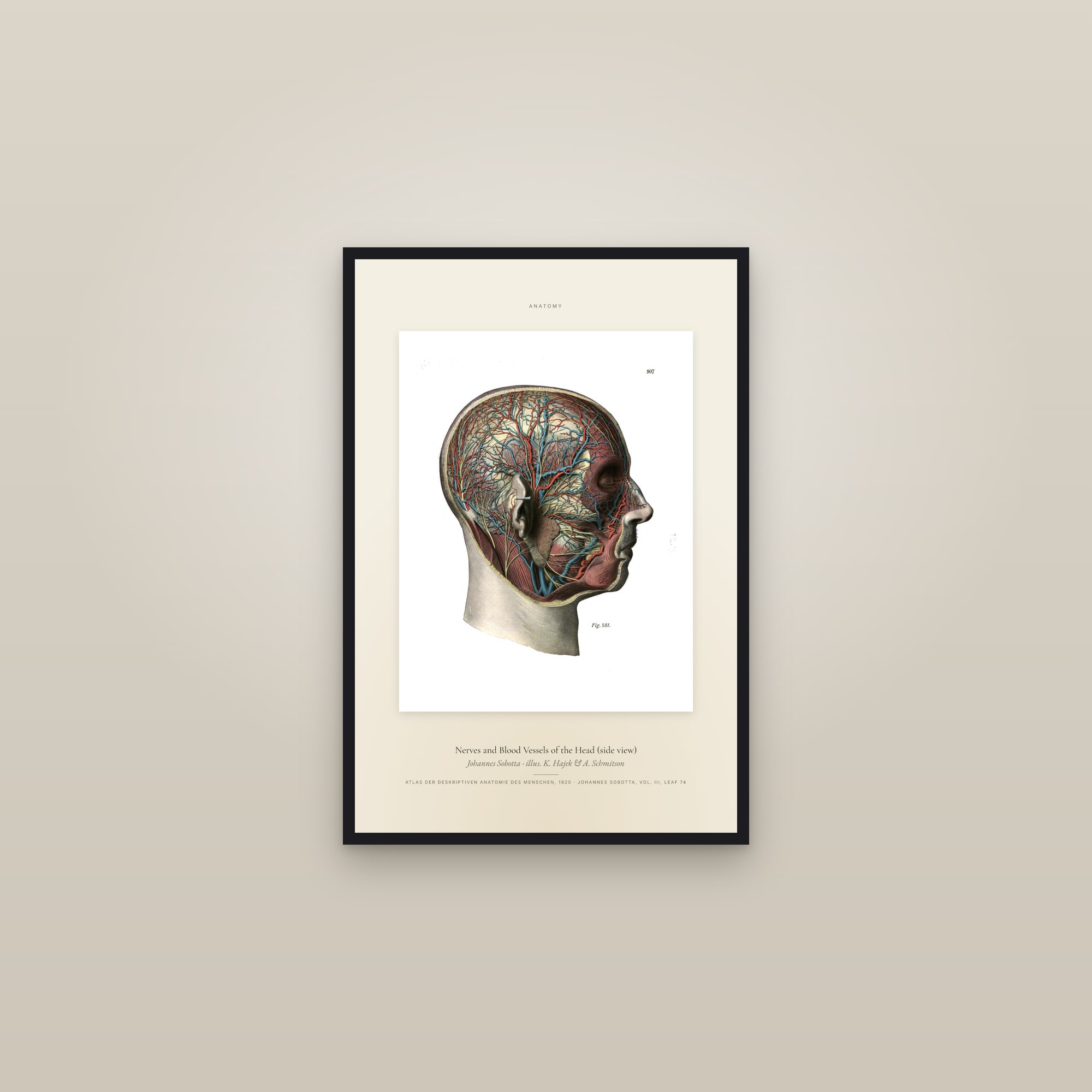 Nerves and Blood Vessels of the Head (side view) — Specimen — framed in a gallery setting