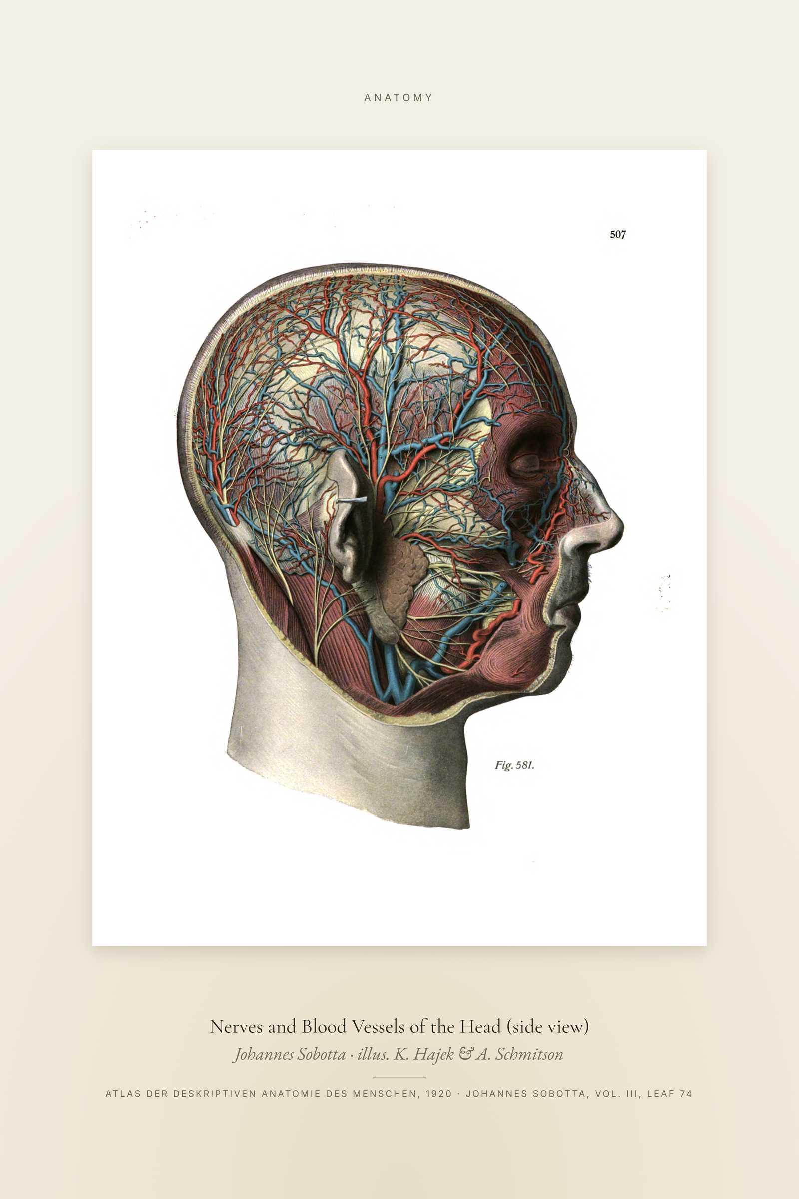 Nerves and Blood Vessels of the Head (side view) — Specimen