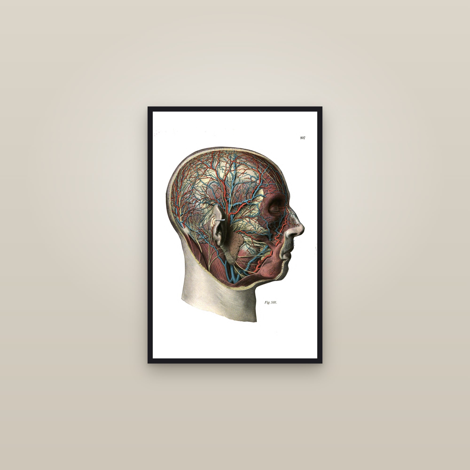 Nerves and Blood Vessels of the Head (side view) — framed in a gallery setting