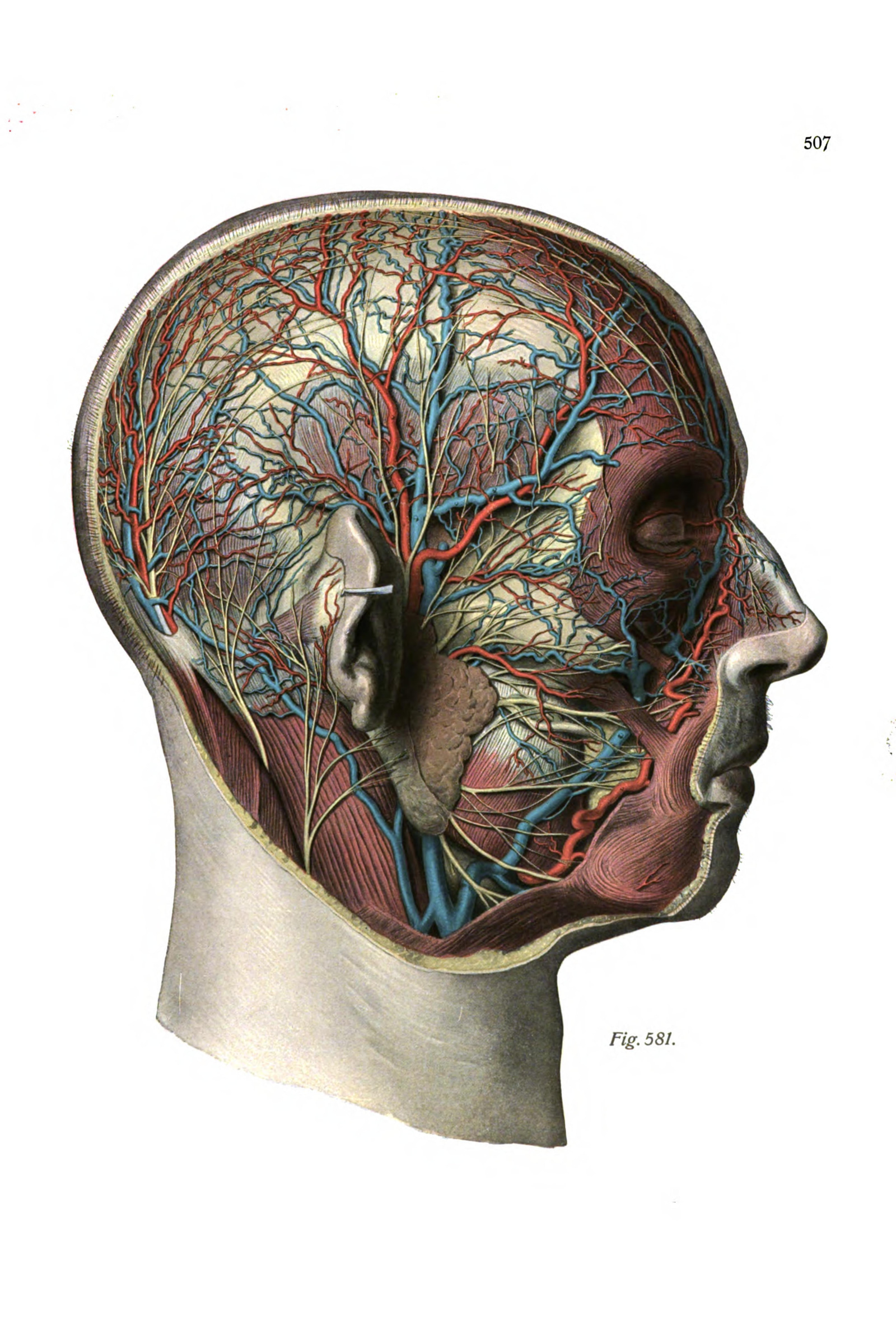 Nerves and Blood Vessels of the Head (side view)