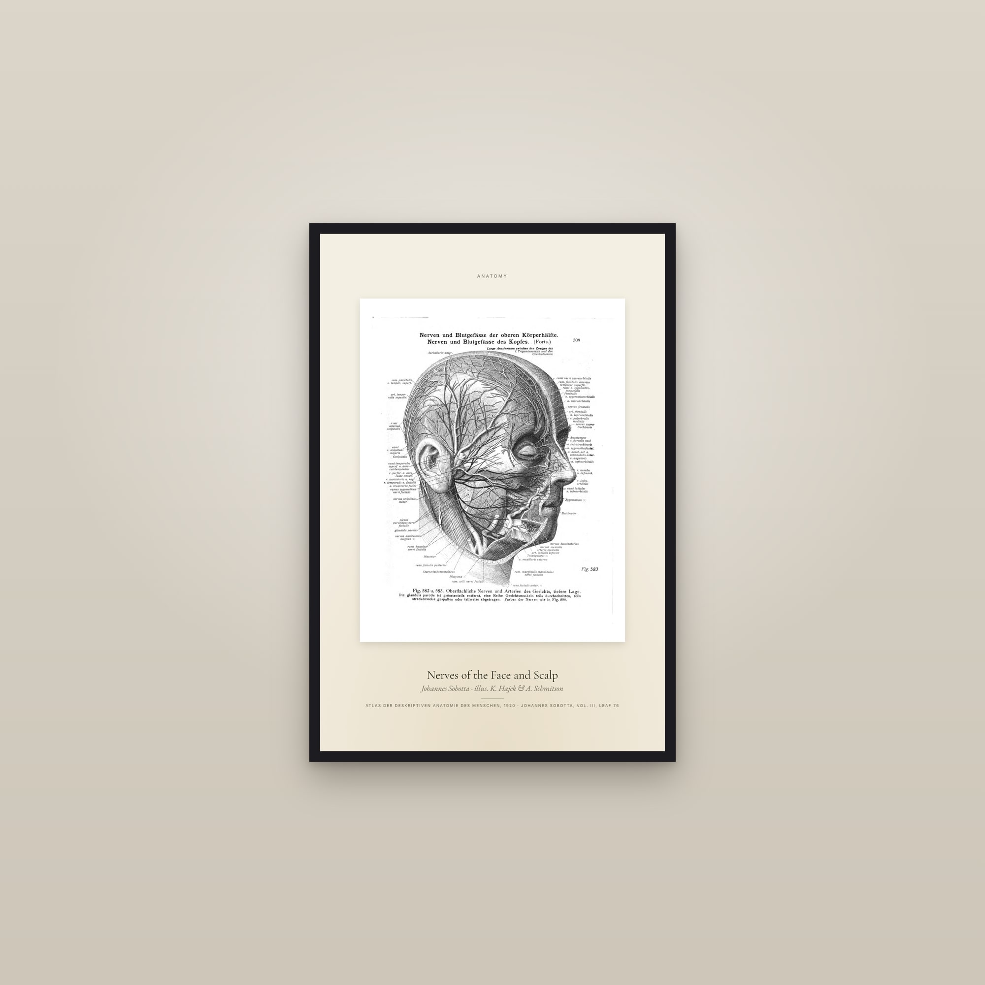 Nerves of the Face and Scalp — Specimen — framed in a gallery setting