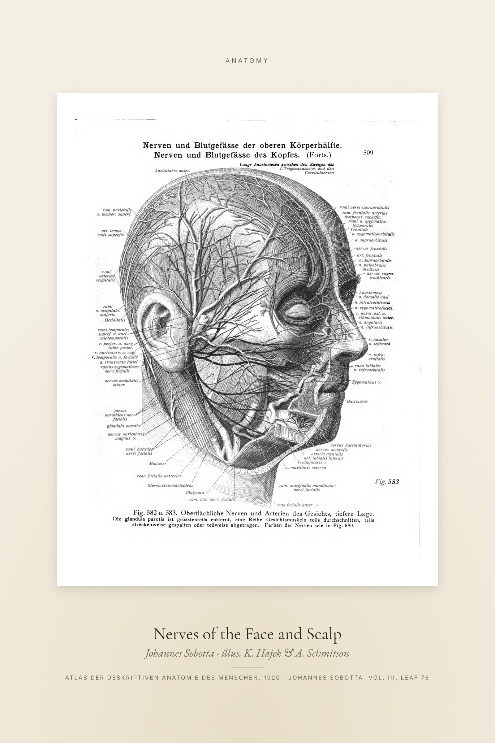 Nerves of the Face and Scalp — Specimen