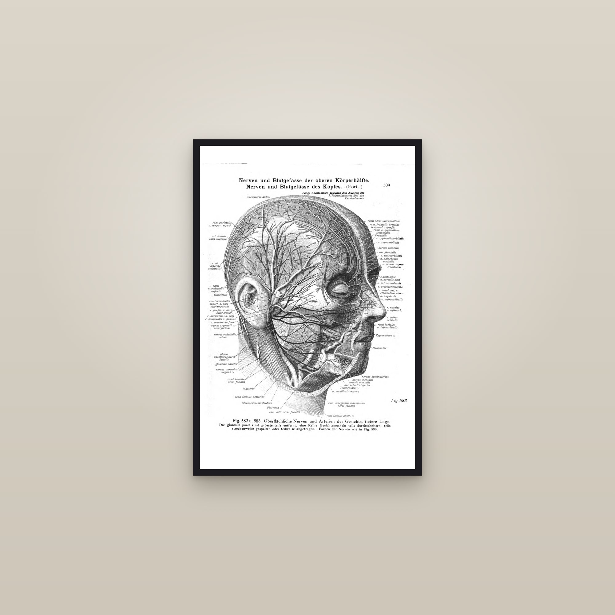 Nerves of the Face and Scalp — framed in a gallery setting