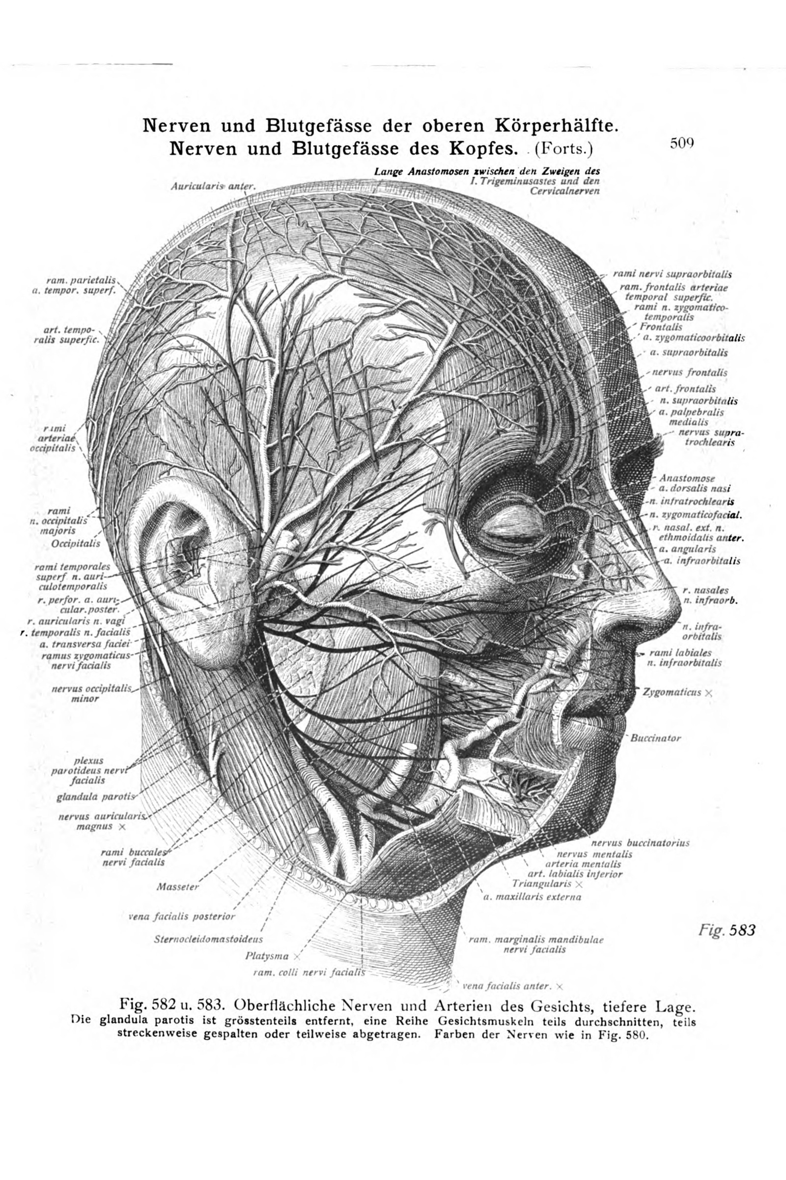 Nerves of the Face and Scalp