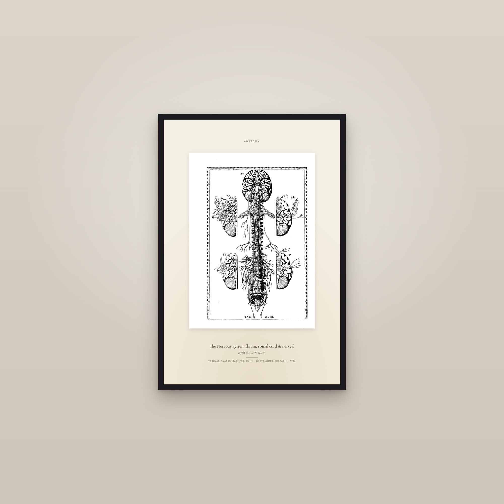 The Nervous System (brain, spinal cord & nerves) — Specimen — framed in a gallery setting