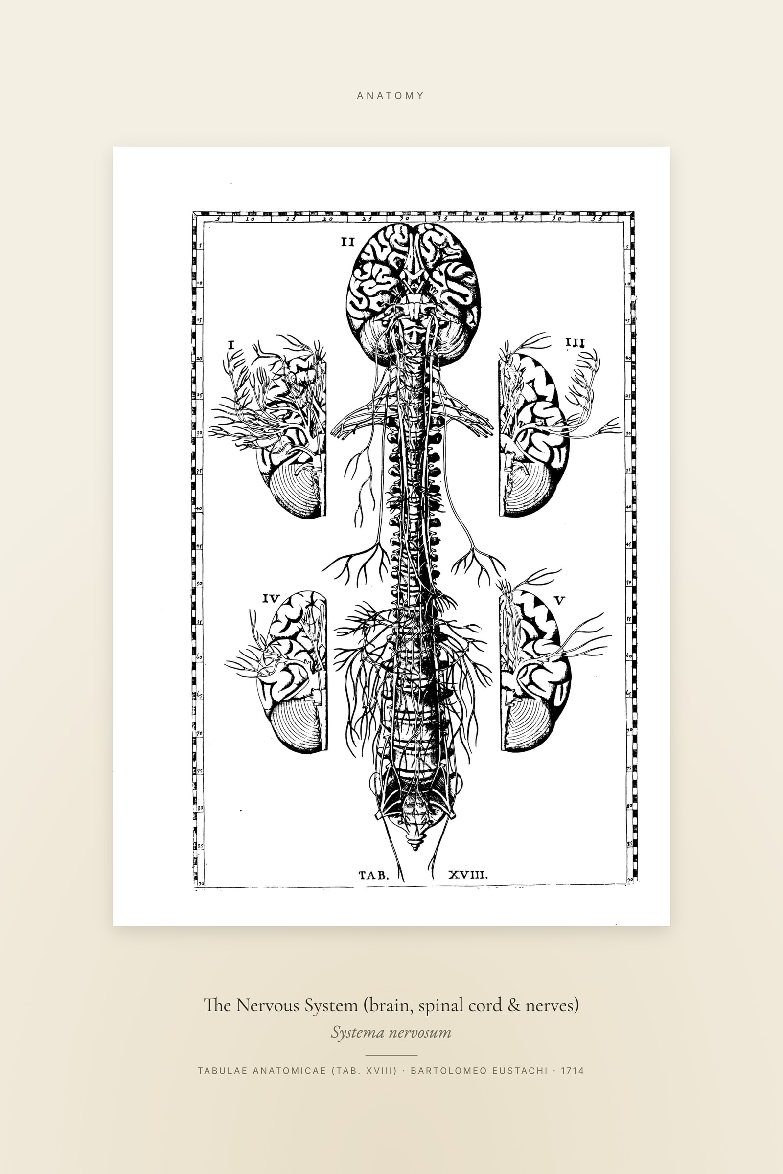 The Nervous System (brain, spinal cord & nerves) — Specimen