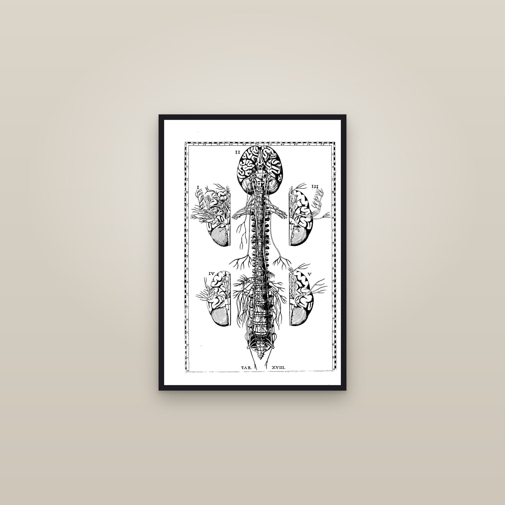 The Nervous System (brain, spinal cord & nerves) — framed in a gallery setting