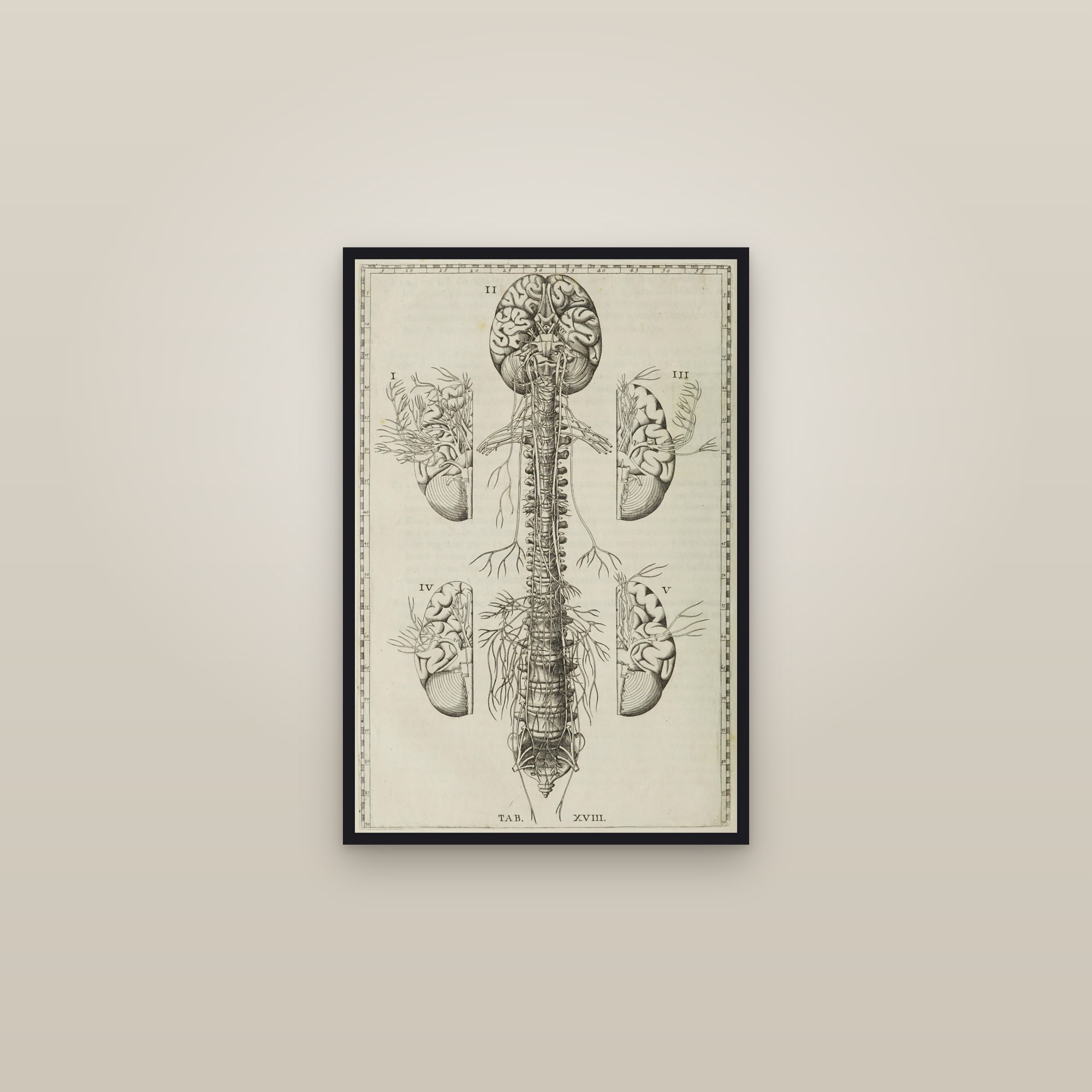 The Nervous System (brain, spinal cord & nerves) — framed in a gallery setting