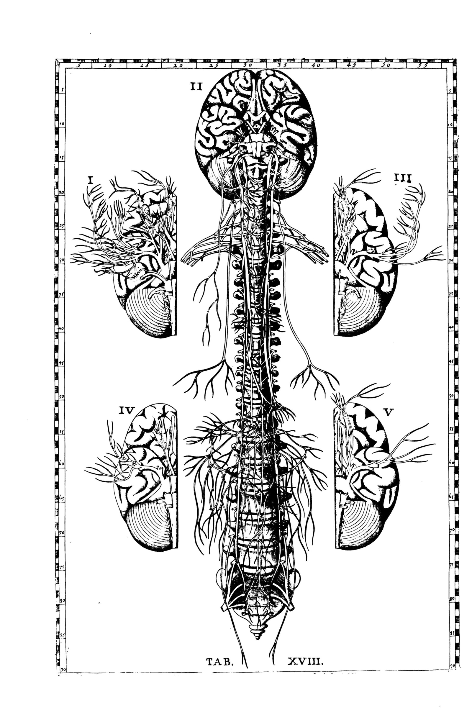 The Nervous System (brain, spinal cord & nerves)