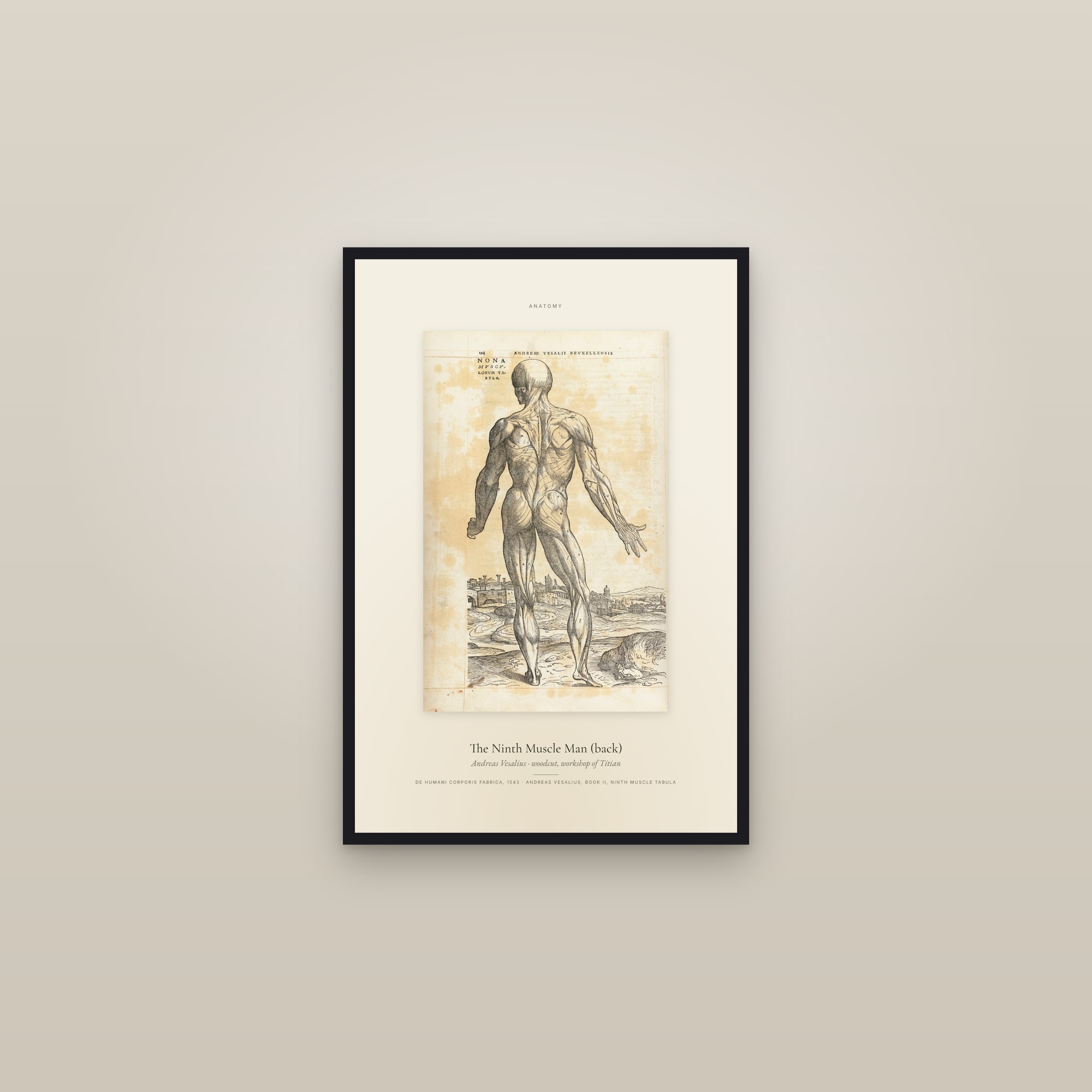 The Ninth Muscle Man (back) — Specimen — framed in a gallery setting