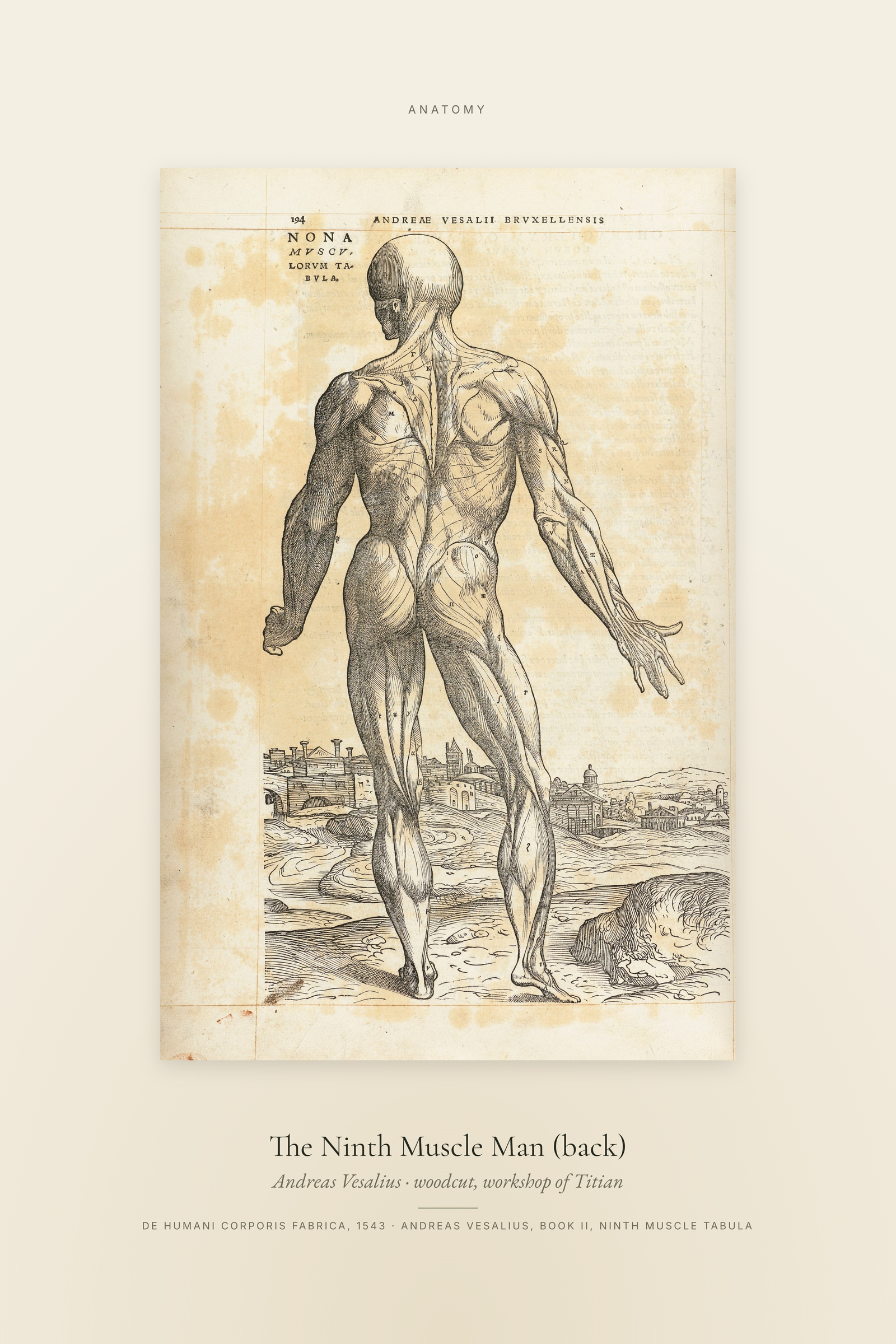 The Ninth Muscle Man (back) — Specimen