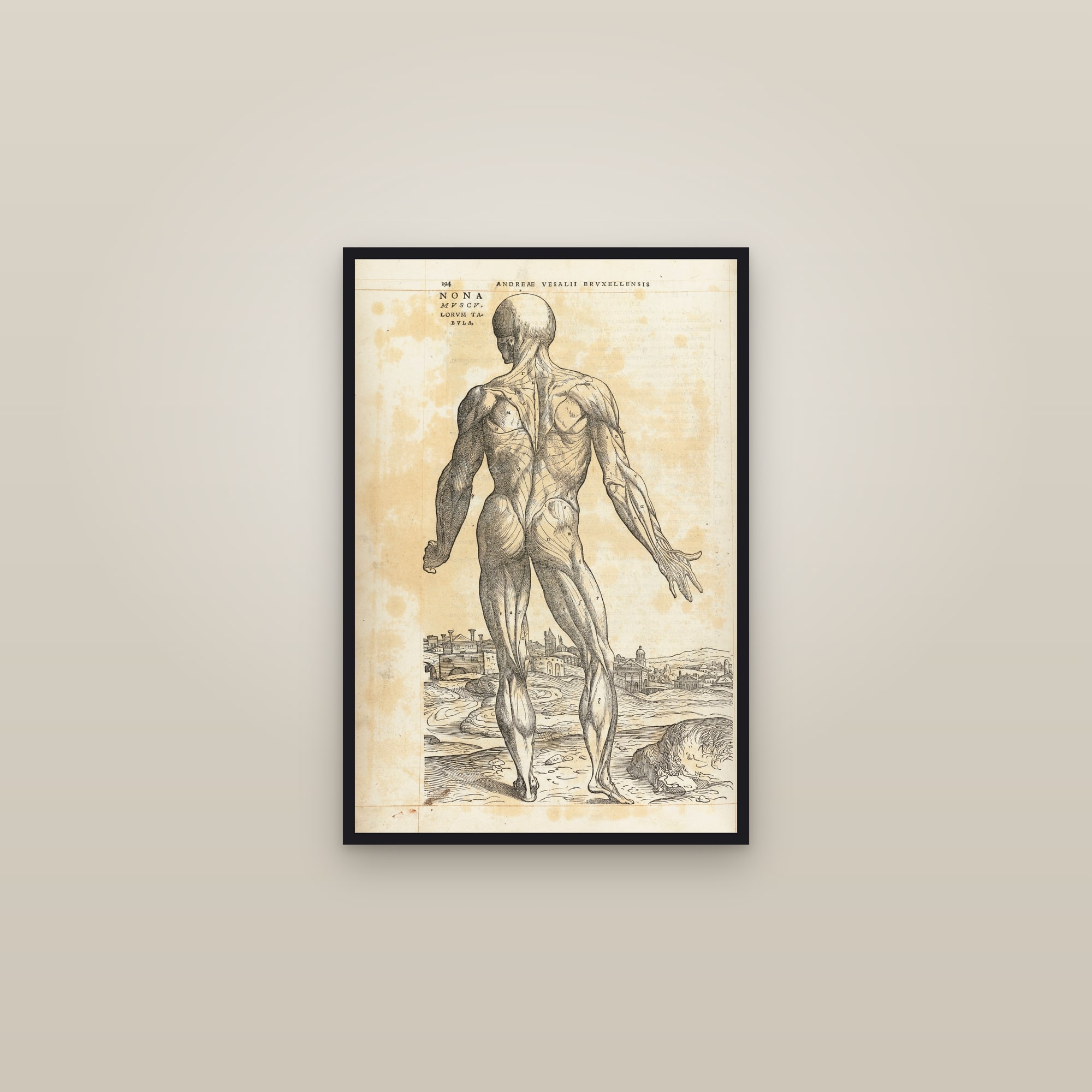 The Ninth Muscle Man (back) — framed in a gallery setting