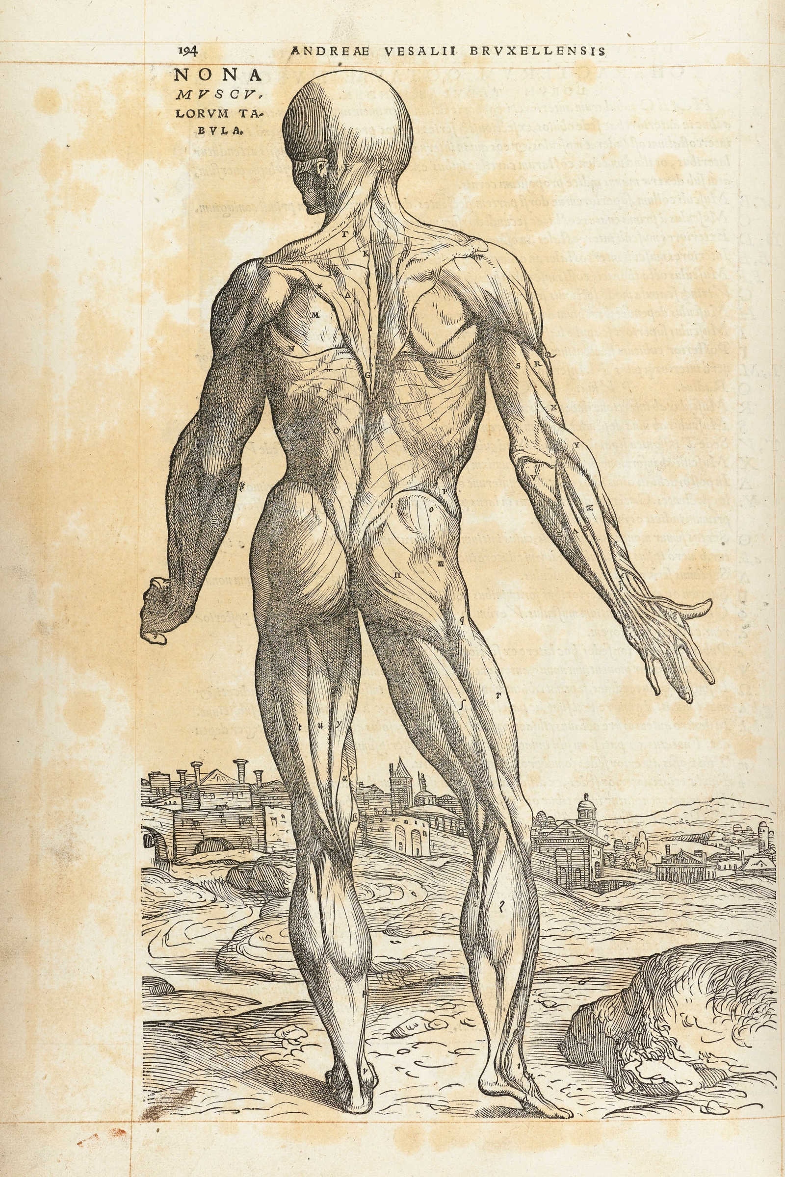 The Ninth Muscle Man (back)