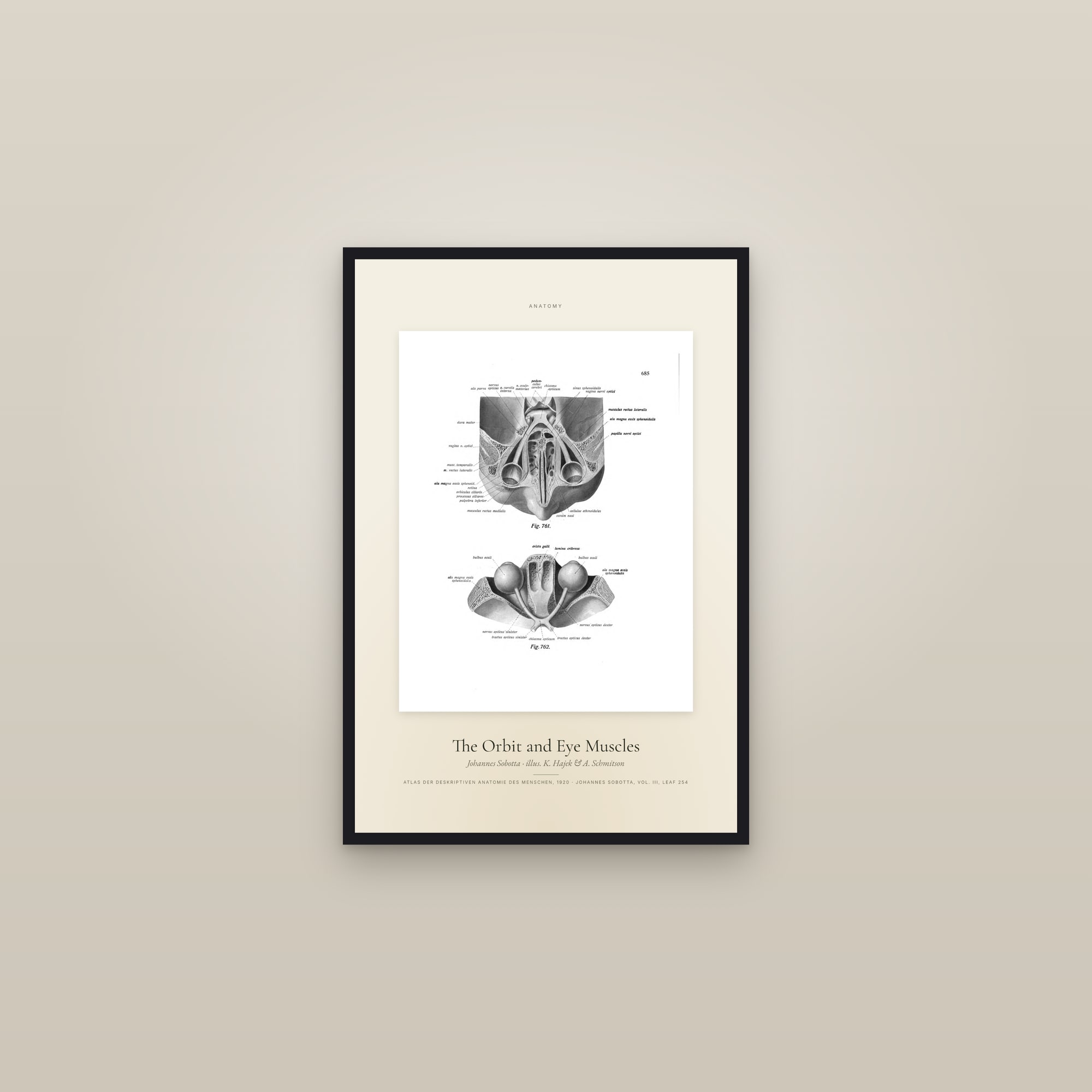 The Orbit and Eye Muscles — Specimen — framed in a gallery setting