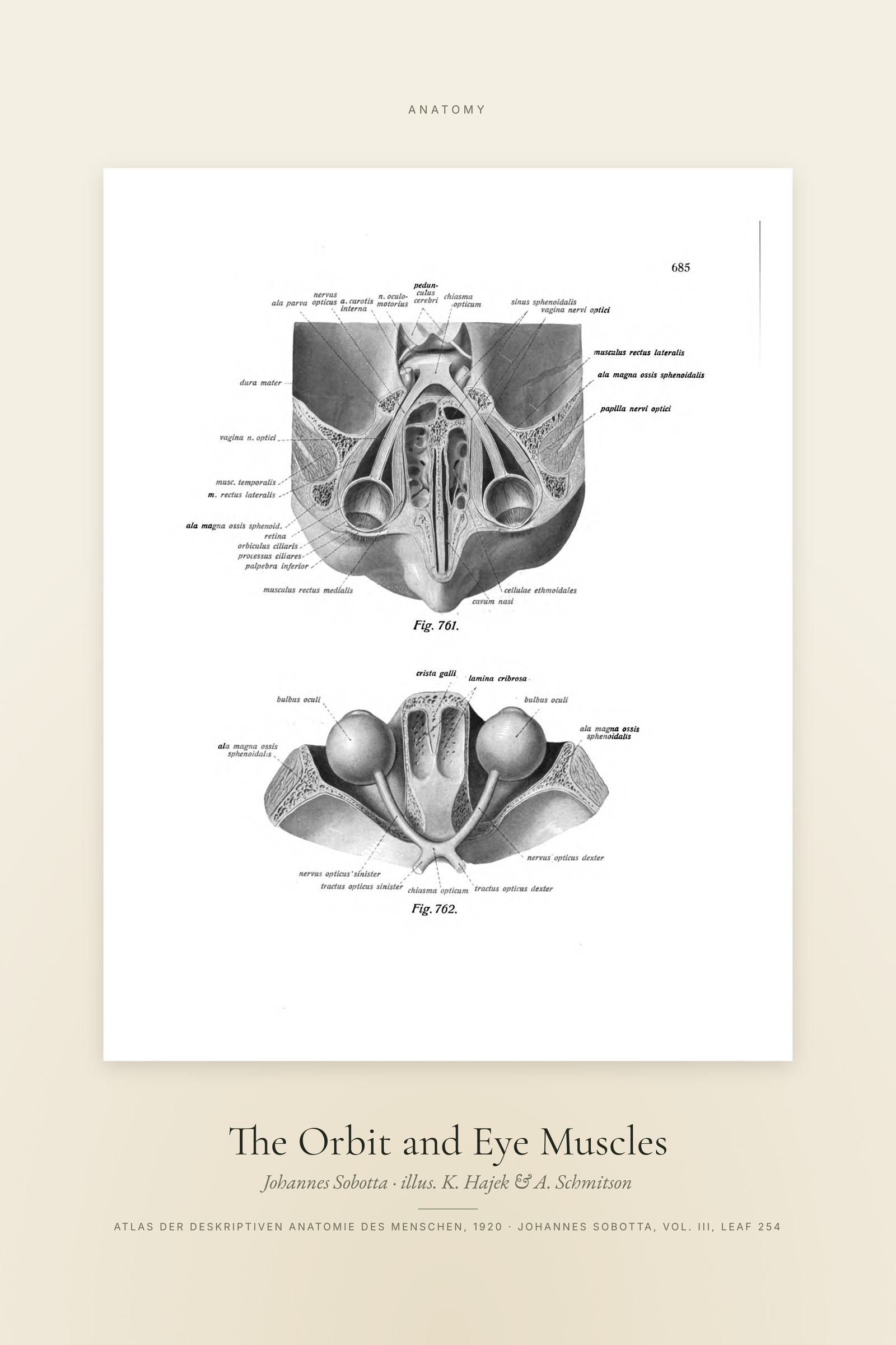 The Orbit and Eye Muscles — Specimen