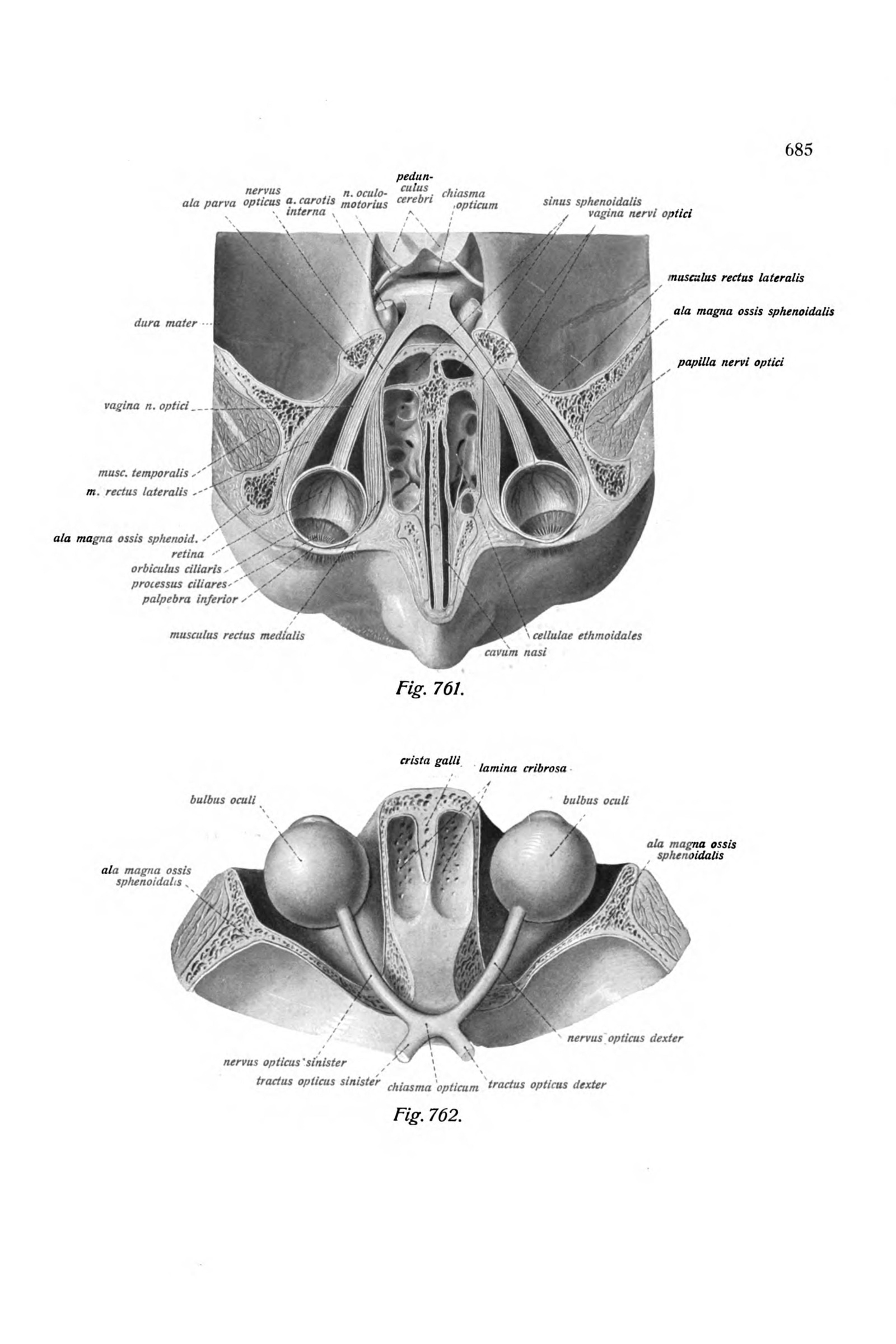 The Orbit and Eye Muscles