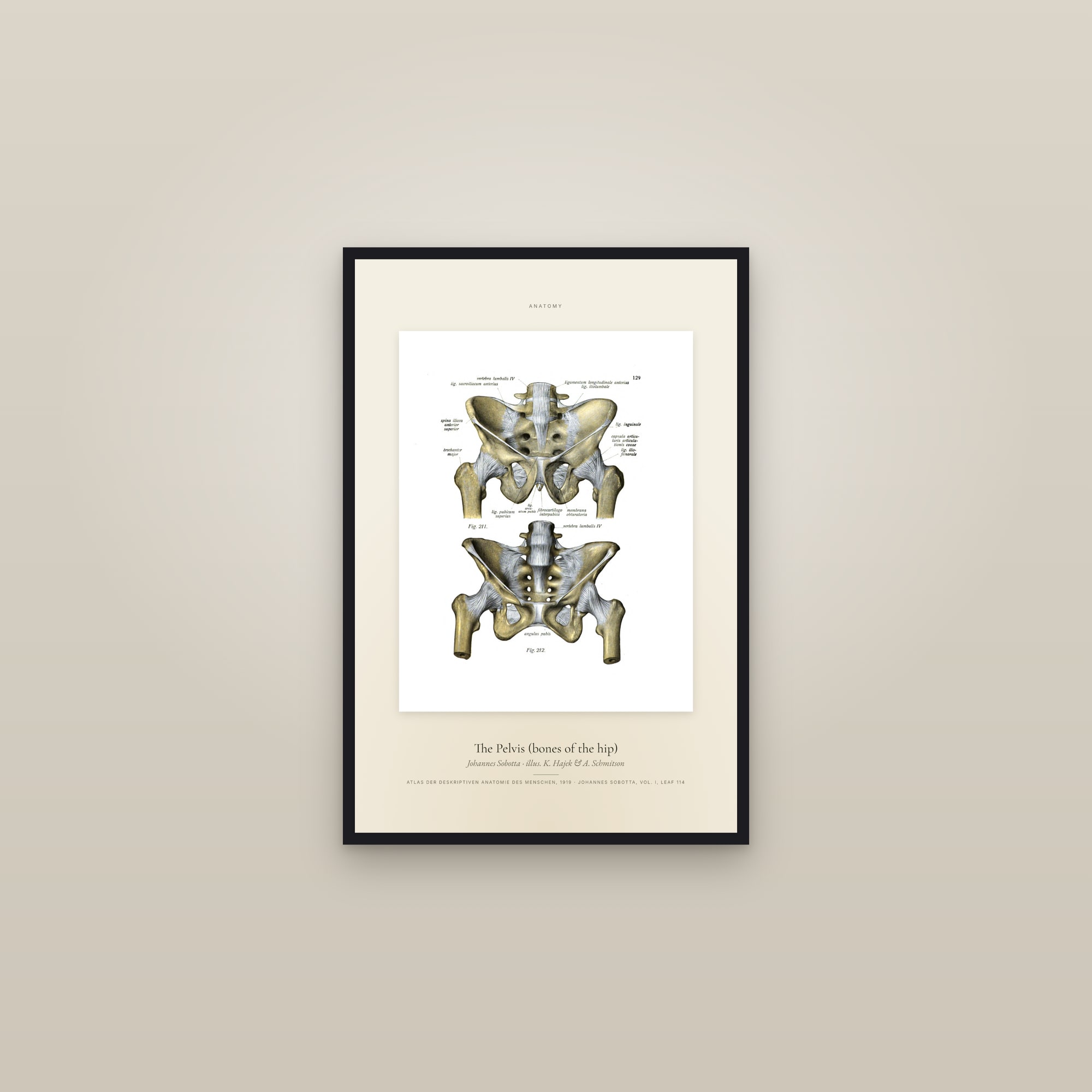 The Pelvis (bones of the hip) — Specimen — framed in a gallery setting