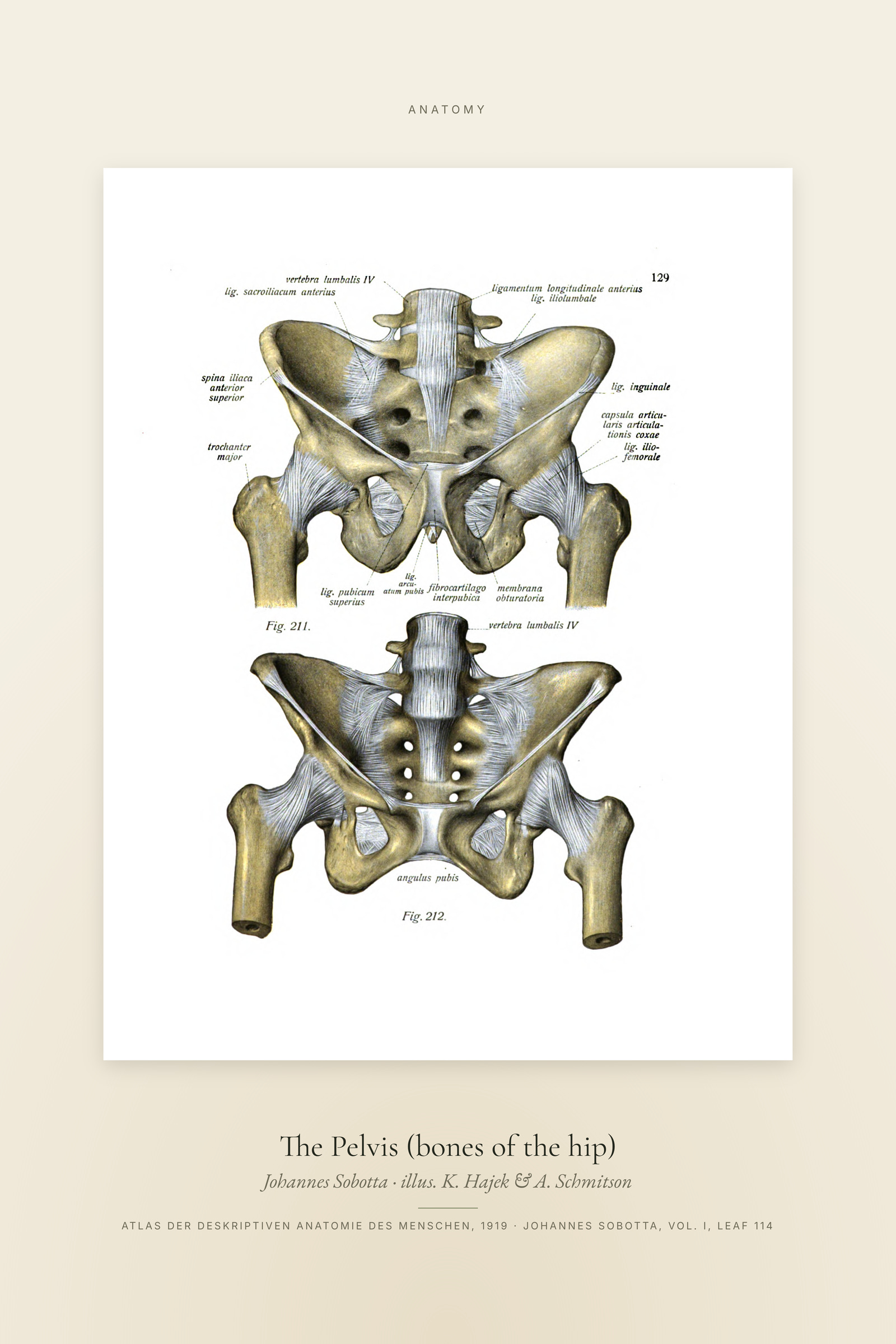 The Pelvis (bones of the hip) — Specimen