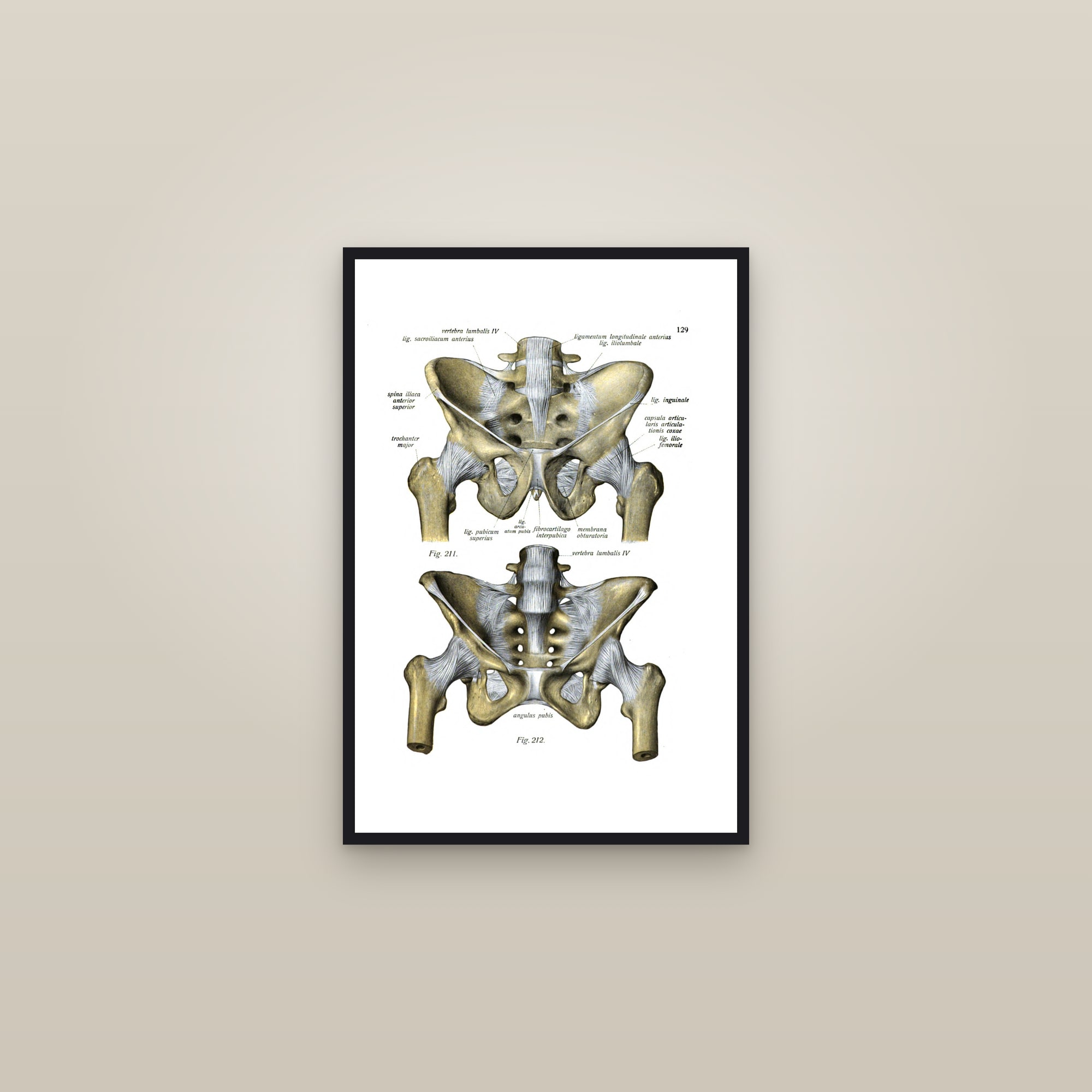 The Pelvis (bones of the hip) — framed in a gallery setting