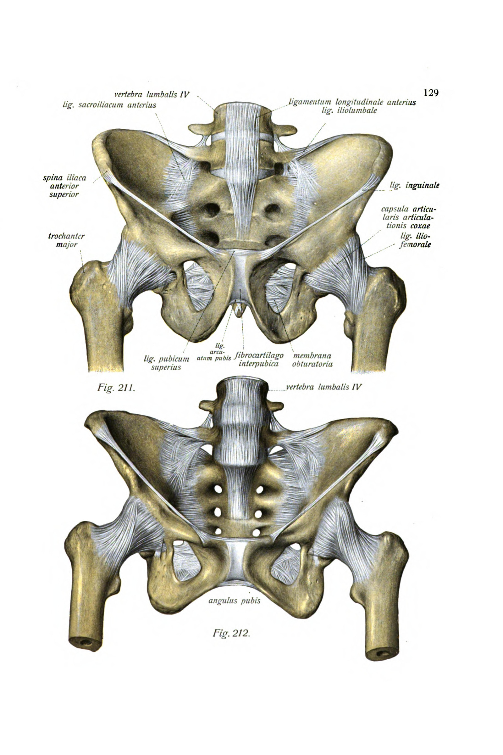 The Pelvis (bones of the hip)