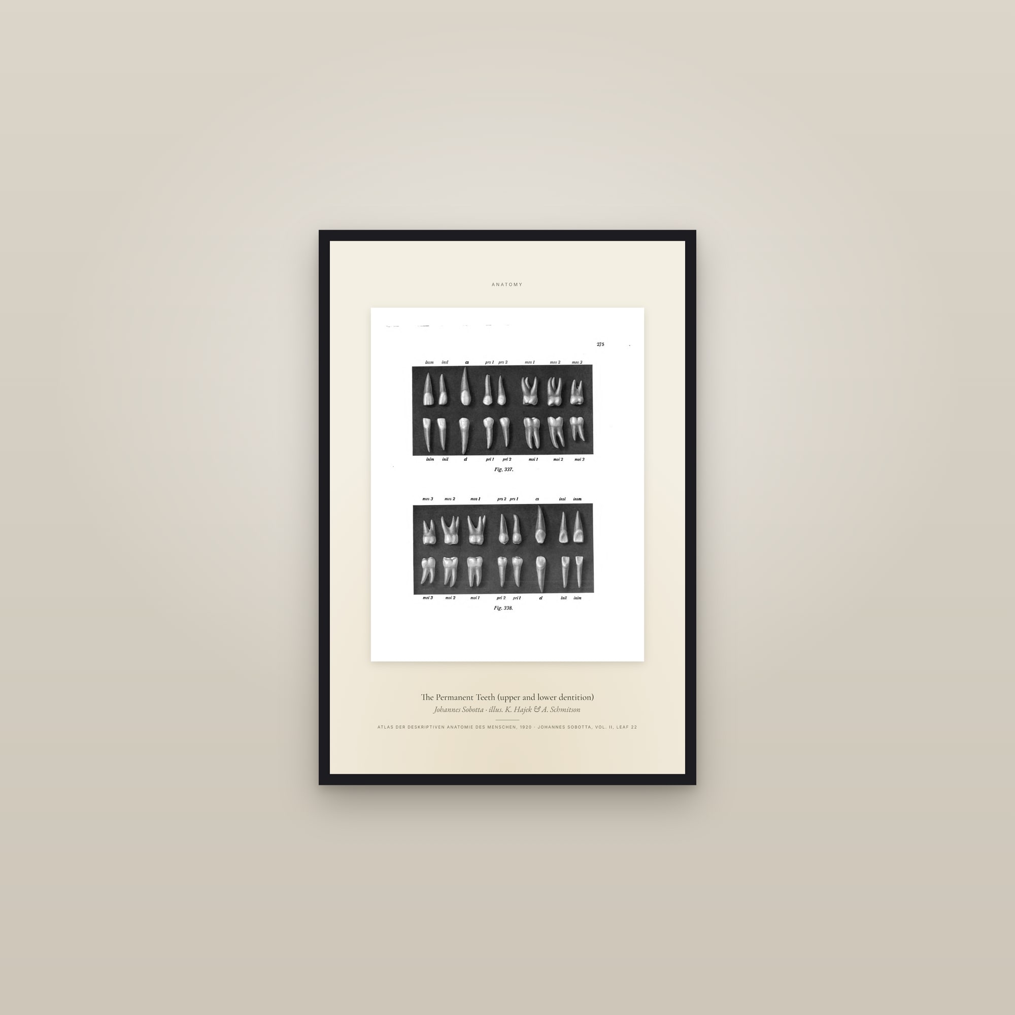 The Permanent Teeth (upper and lower dentition) — Specimen — framed in a gallery setting