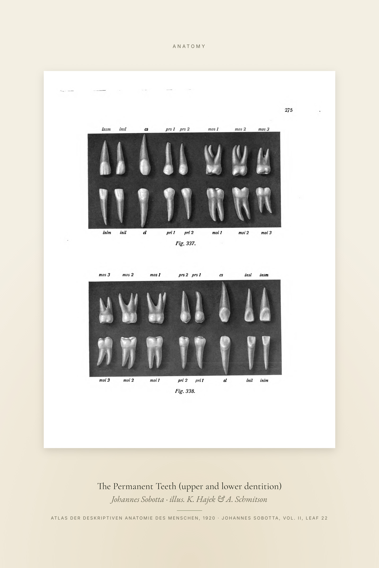 The Permanent Teeth (upper and lower dentition) — Specimen