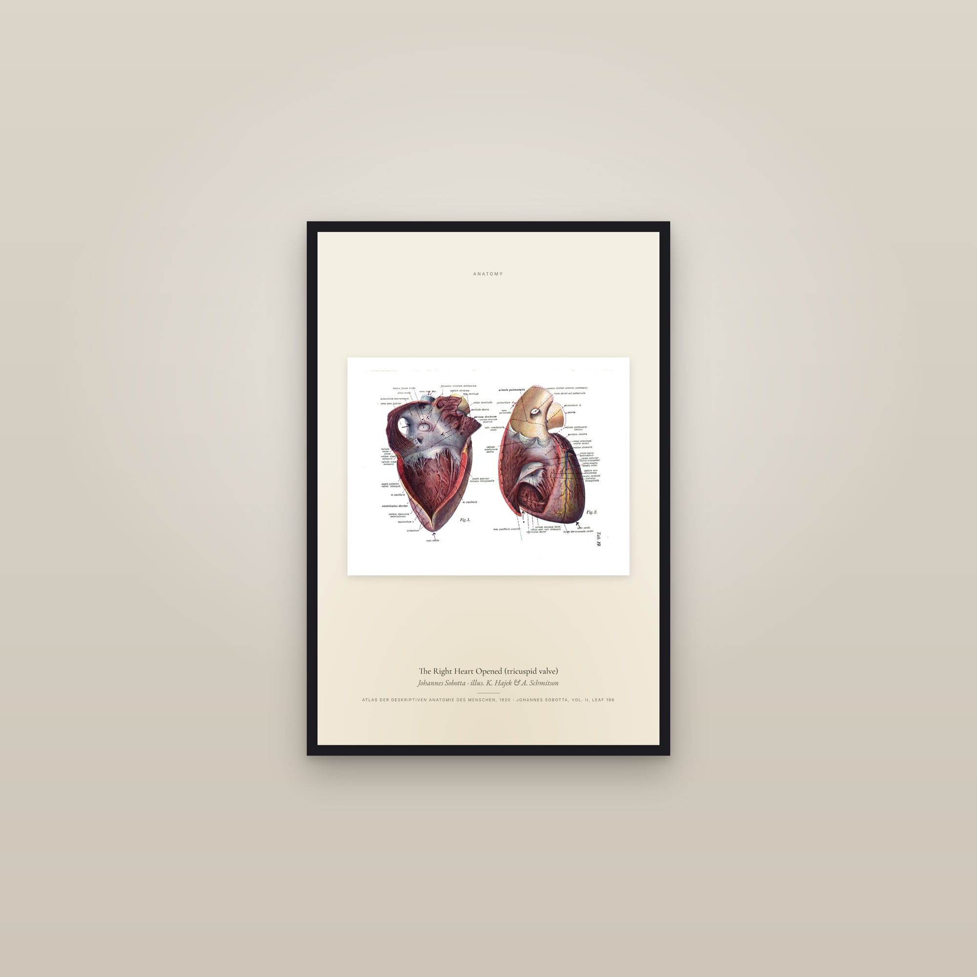 The Right Heart Opened (tricuspid valve) — framed in a gallery setting