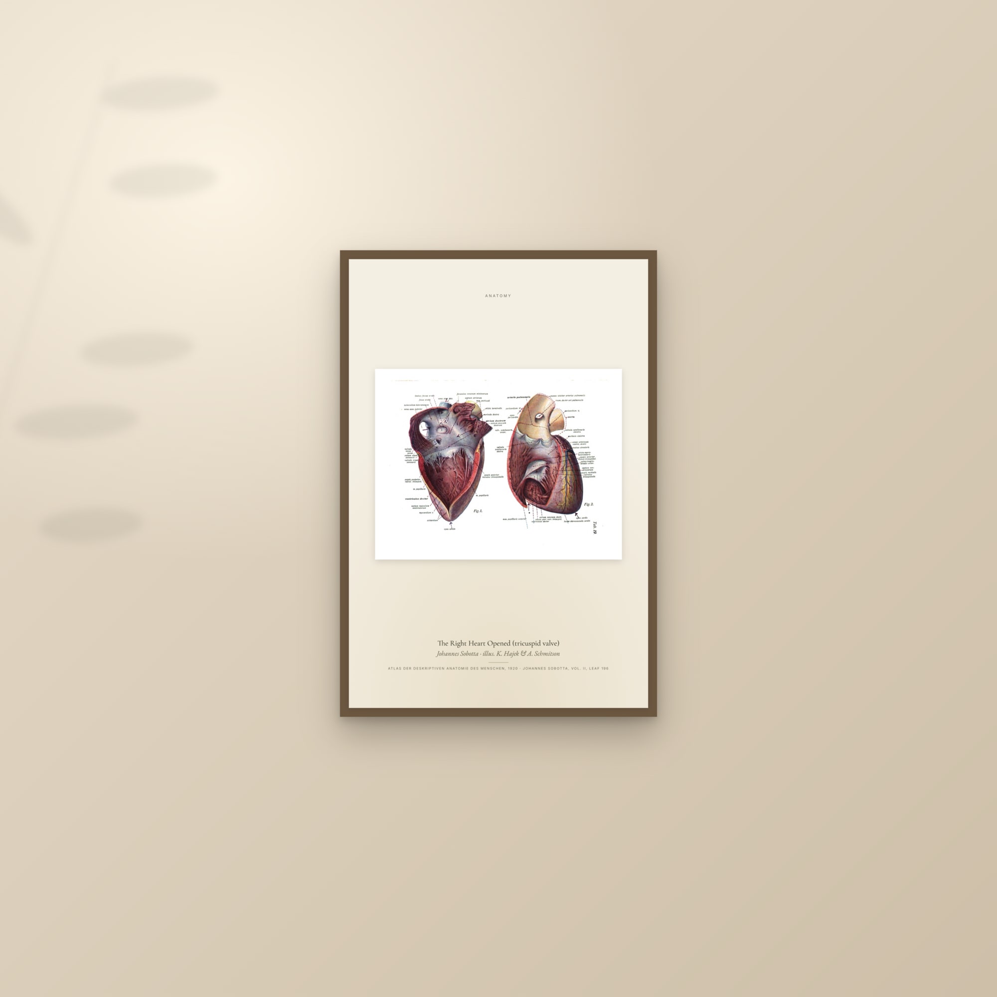 The Right Heart Opened (tricuspid valve) — framed and styled on a sunlit wall