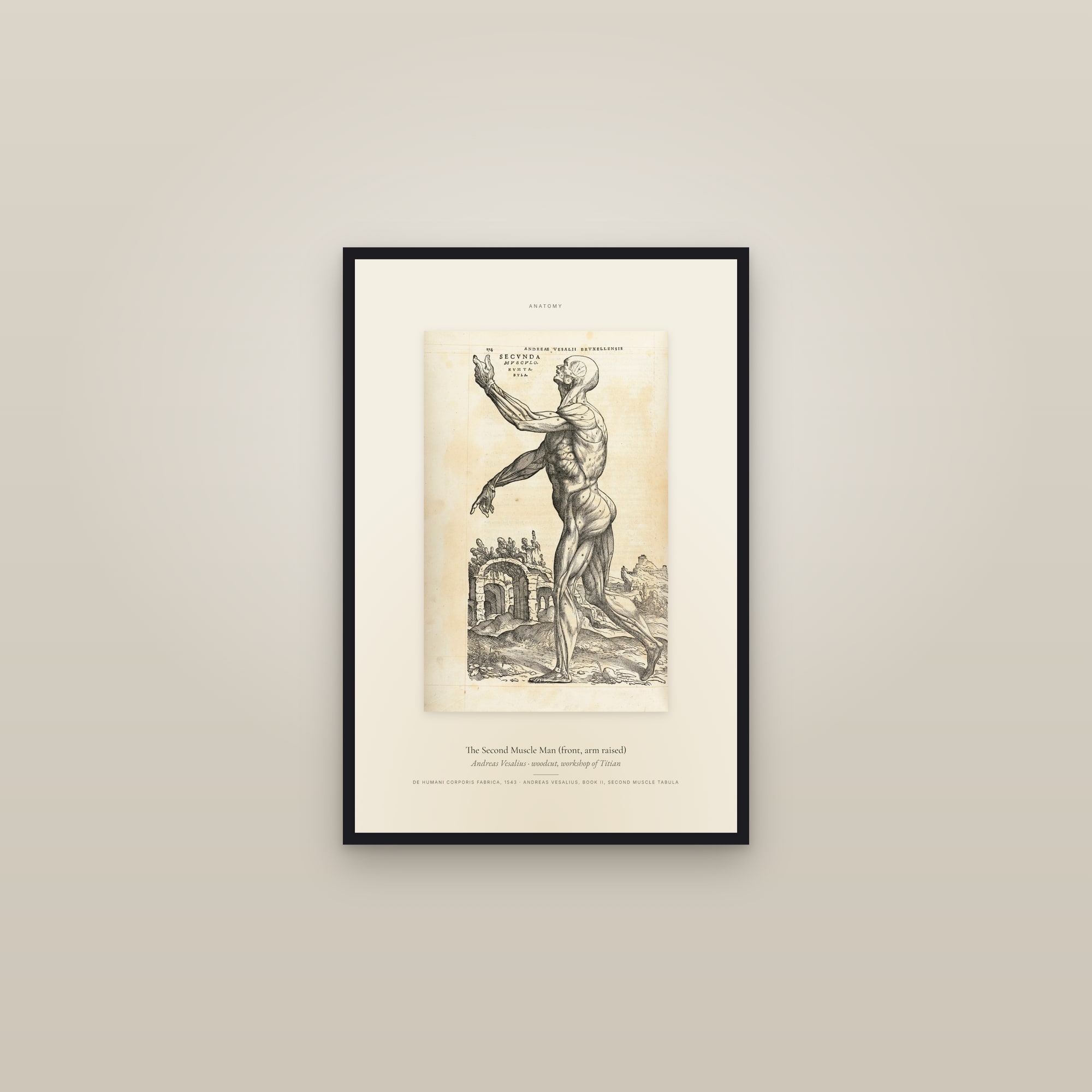 The Second Muscle Man (front, arm raised) — Specimen — framed in a gallery setting