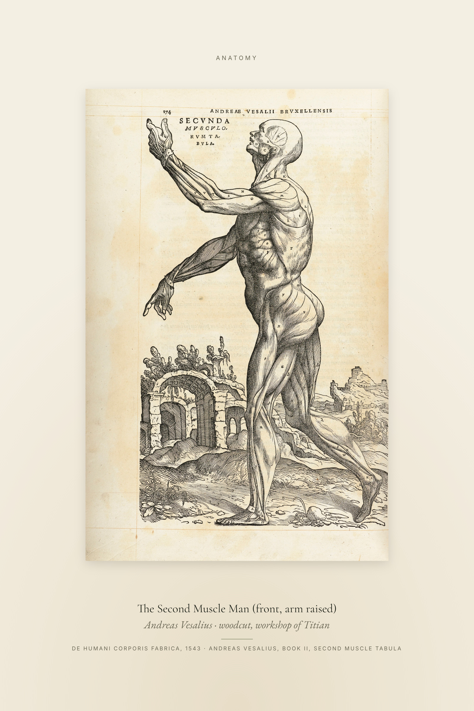 The Second Muscle Man (front, arm raised) — Specimen