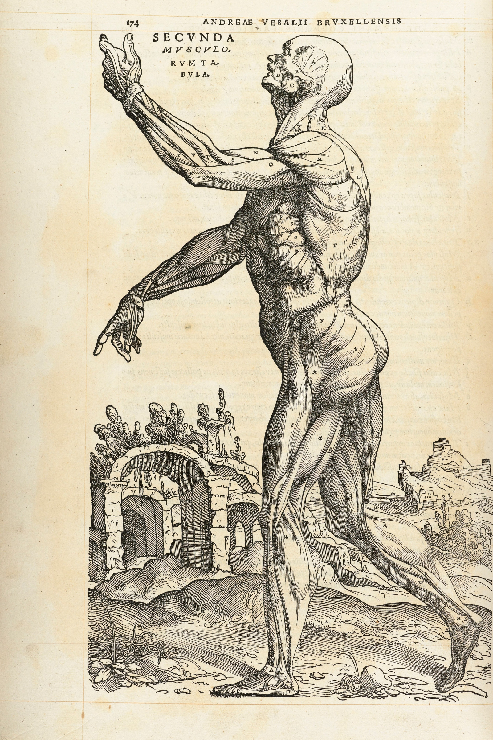 The Second Muscle Man (front, arm raised)