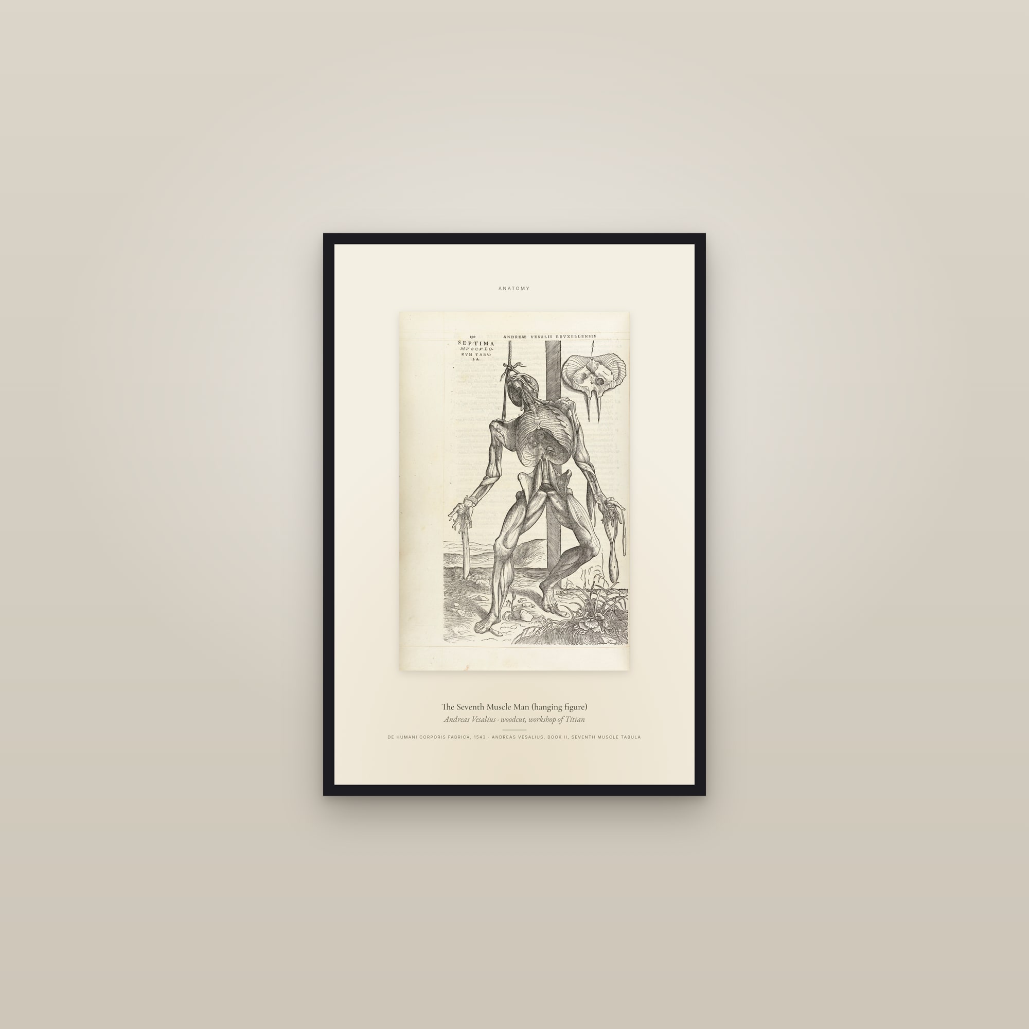 The Seventh Muscle Man (hanging figure) — Specimen — framed in a gallery setting