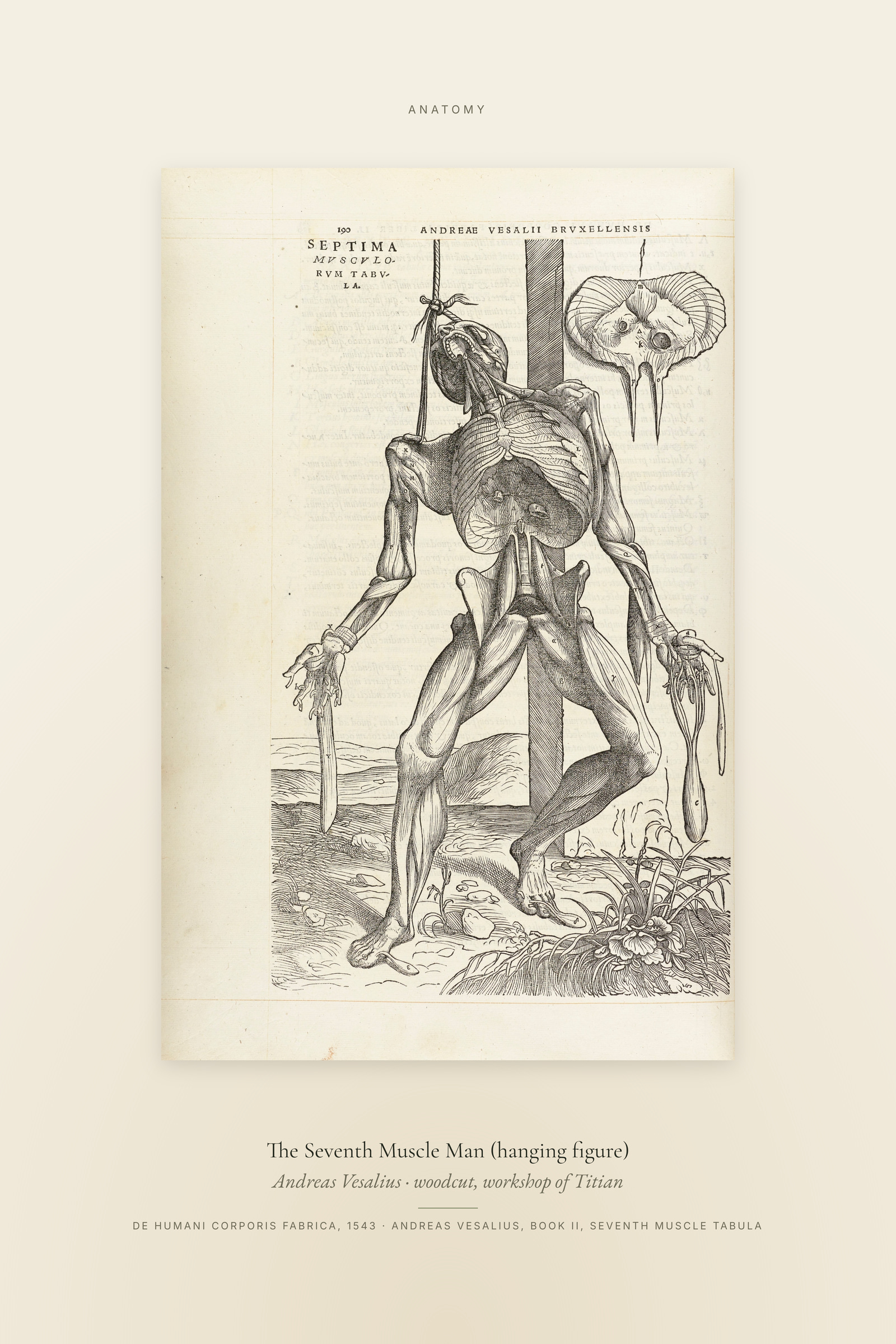 The Seventh Muscle Man (hanging figure) — Specimen