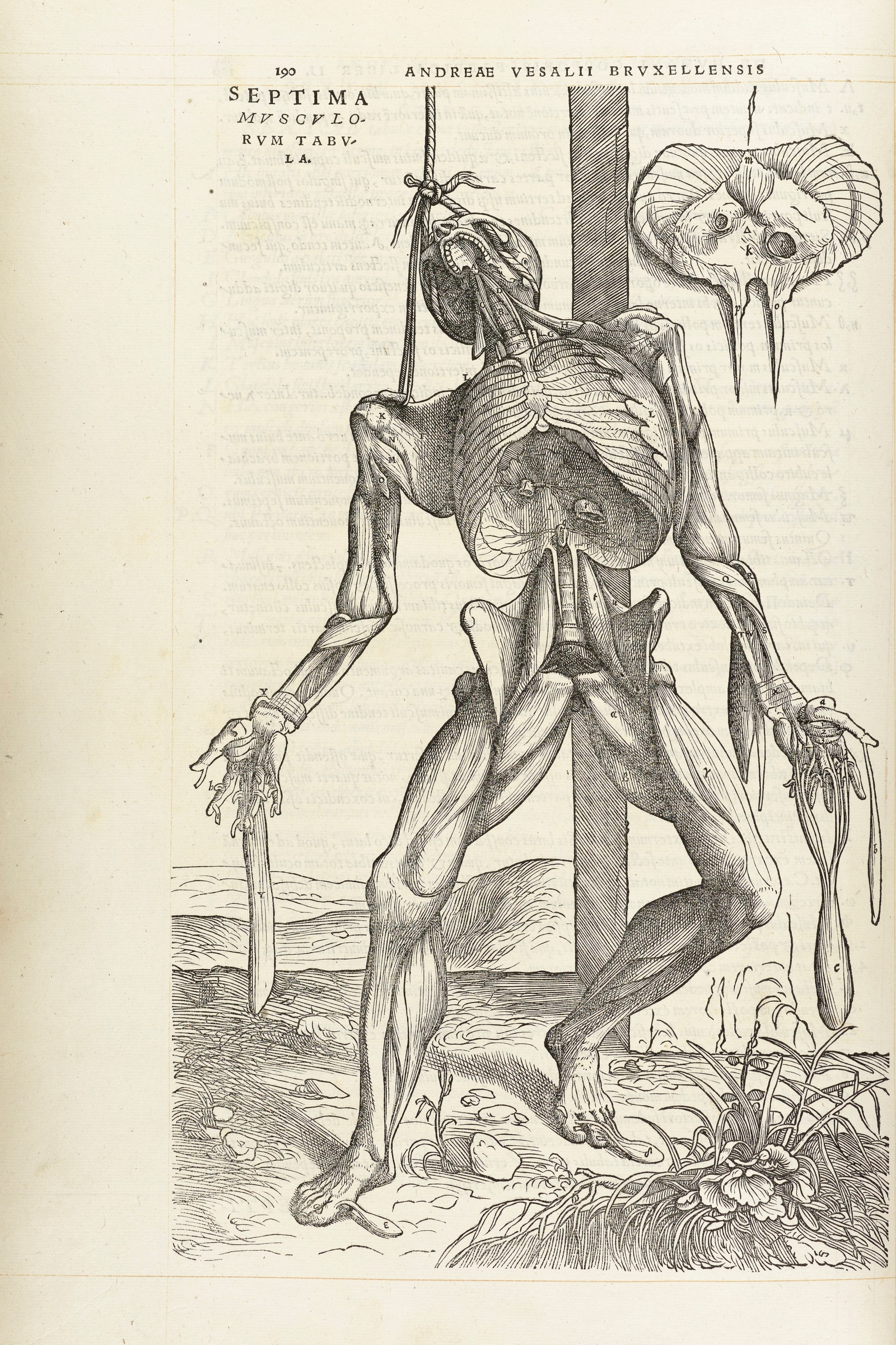 The Seventh Muscle Man (hanging figure)