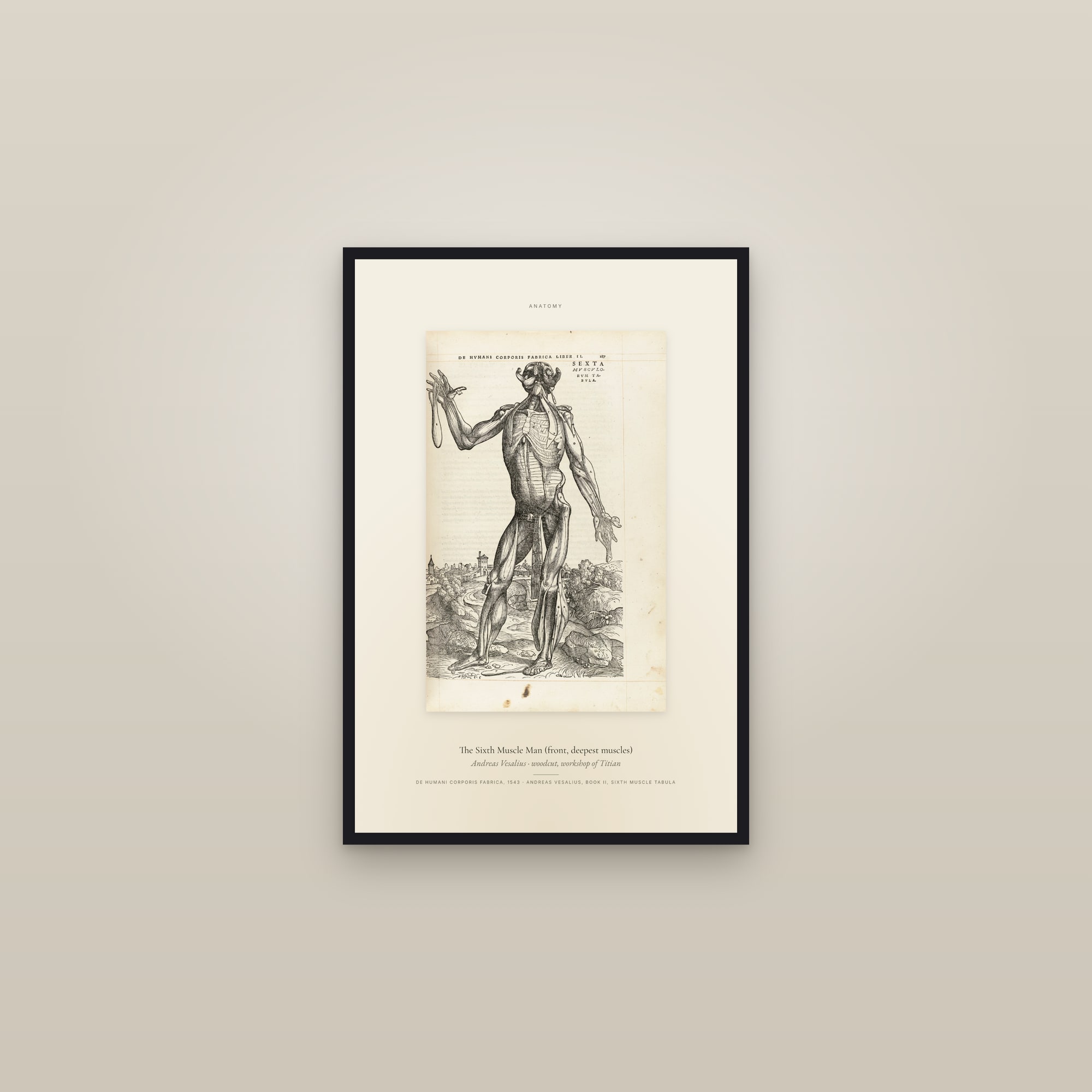 The Sixth Muscle Man (front, deepest muscles) — Specimen — framed in a gallery setting
