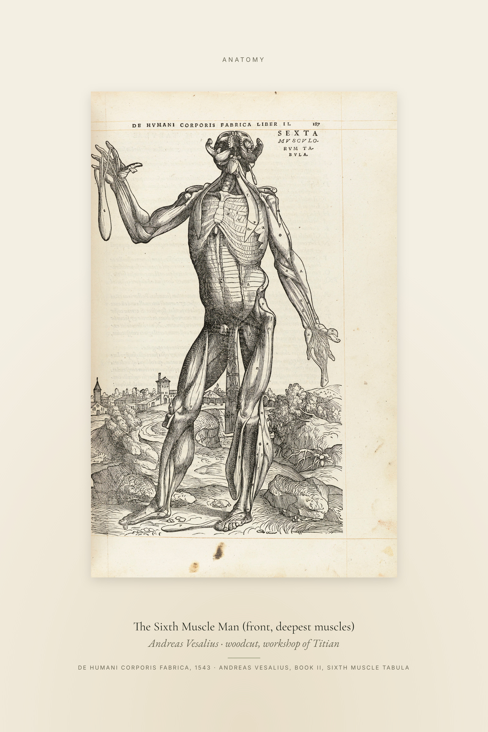 The Sixth Muscle Man (front, deepest muscles) — Specimen
