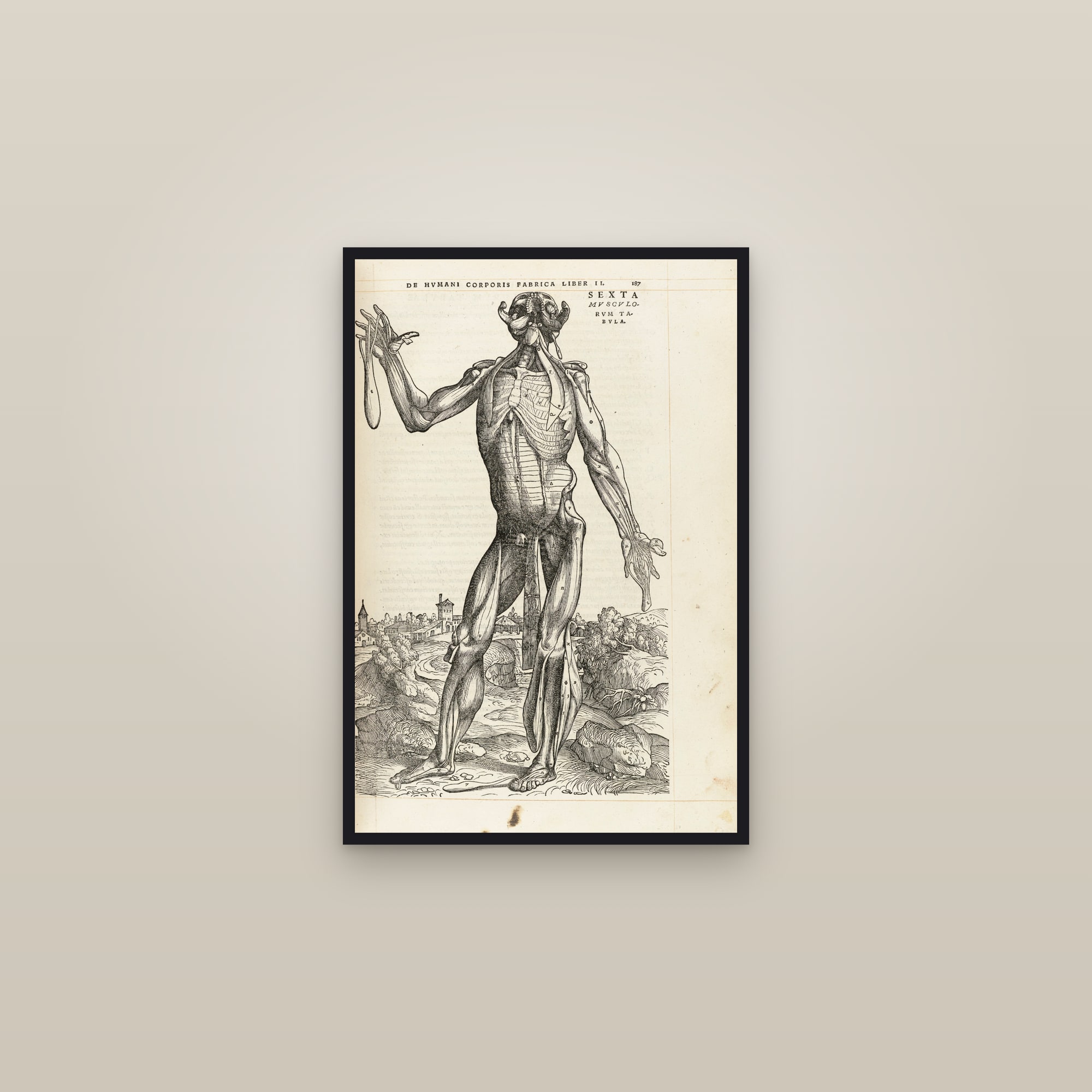 The Sixth Muscle Man (front, deepest muscles) — framed in a gallery setting