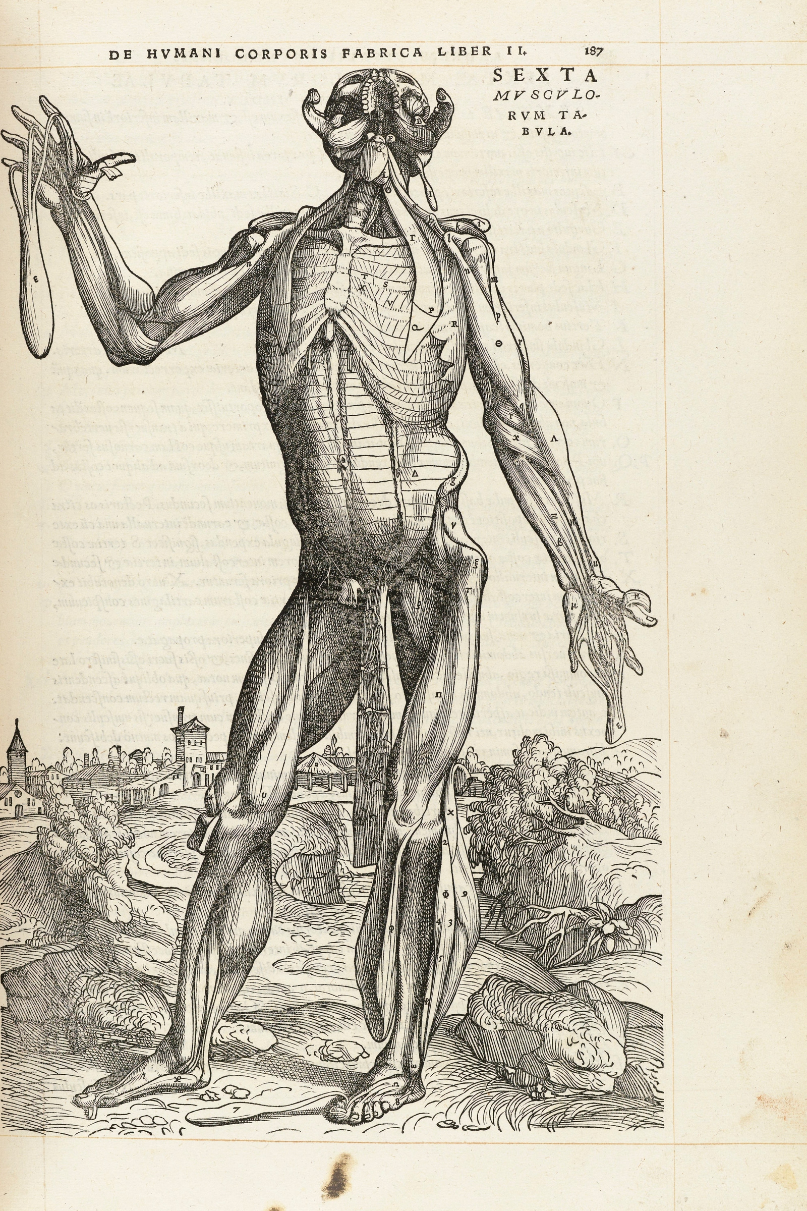 The Sixth Muscle Man (front, deepest muscles)