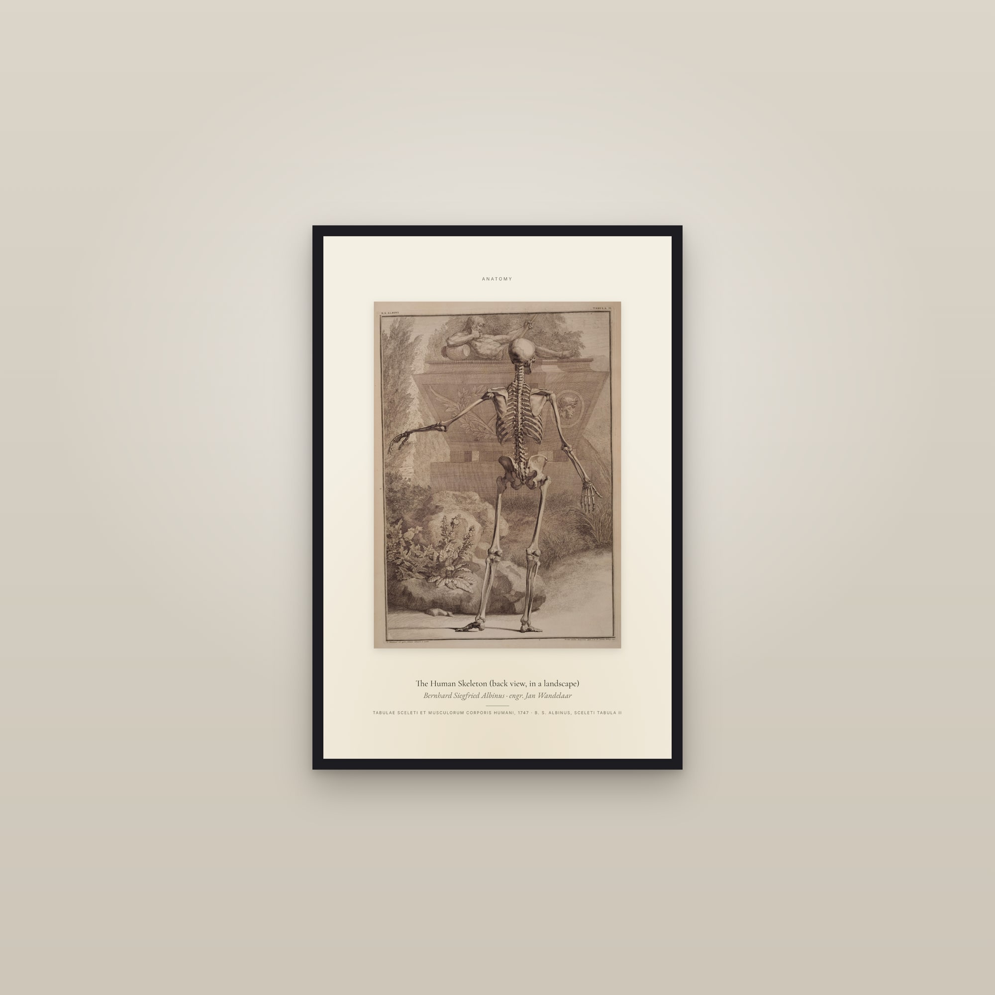 The Human Skeleton (back view, in a landscape) — Specimen — framed in a gallery setting