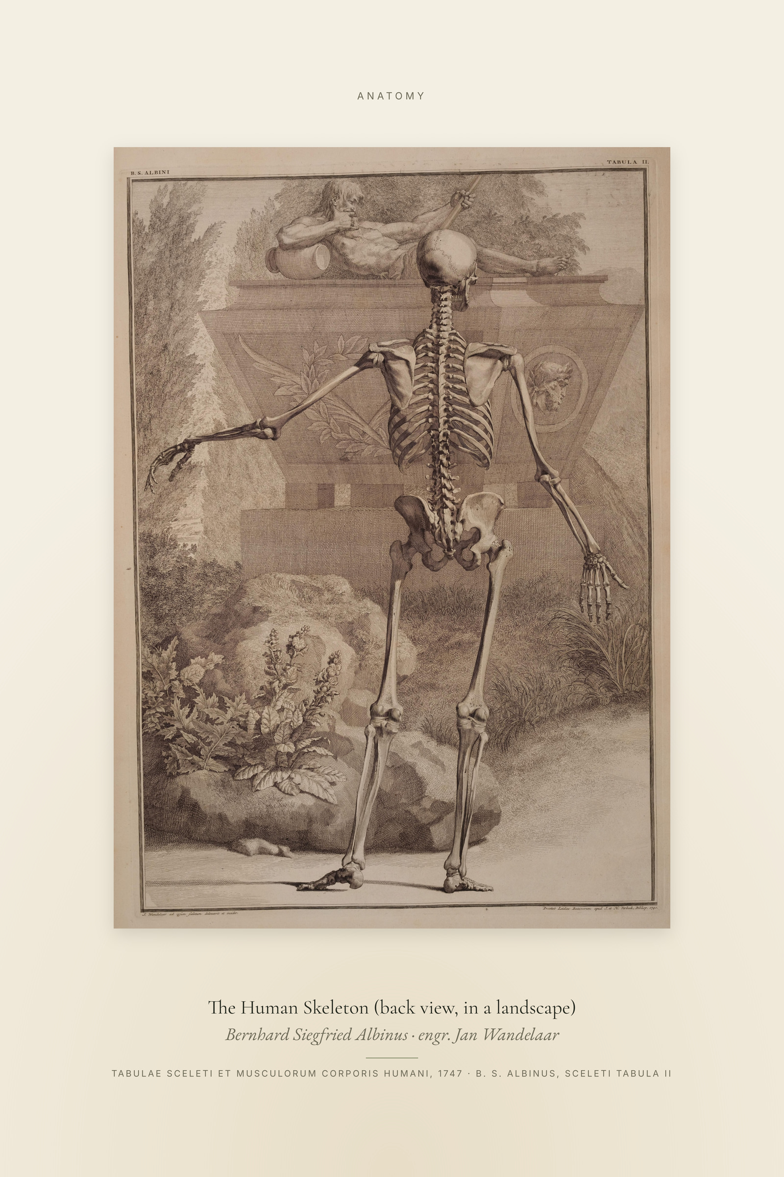 The Human Skeleton (back view, in a landscape) — Specimen