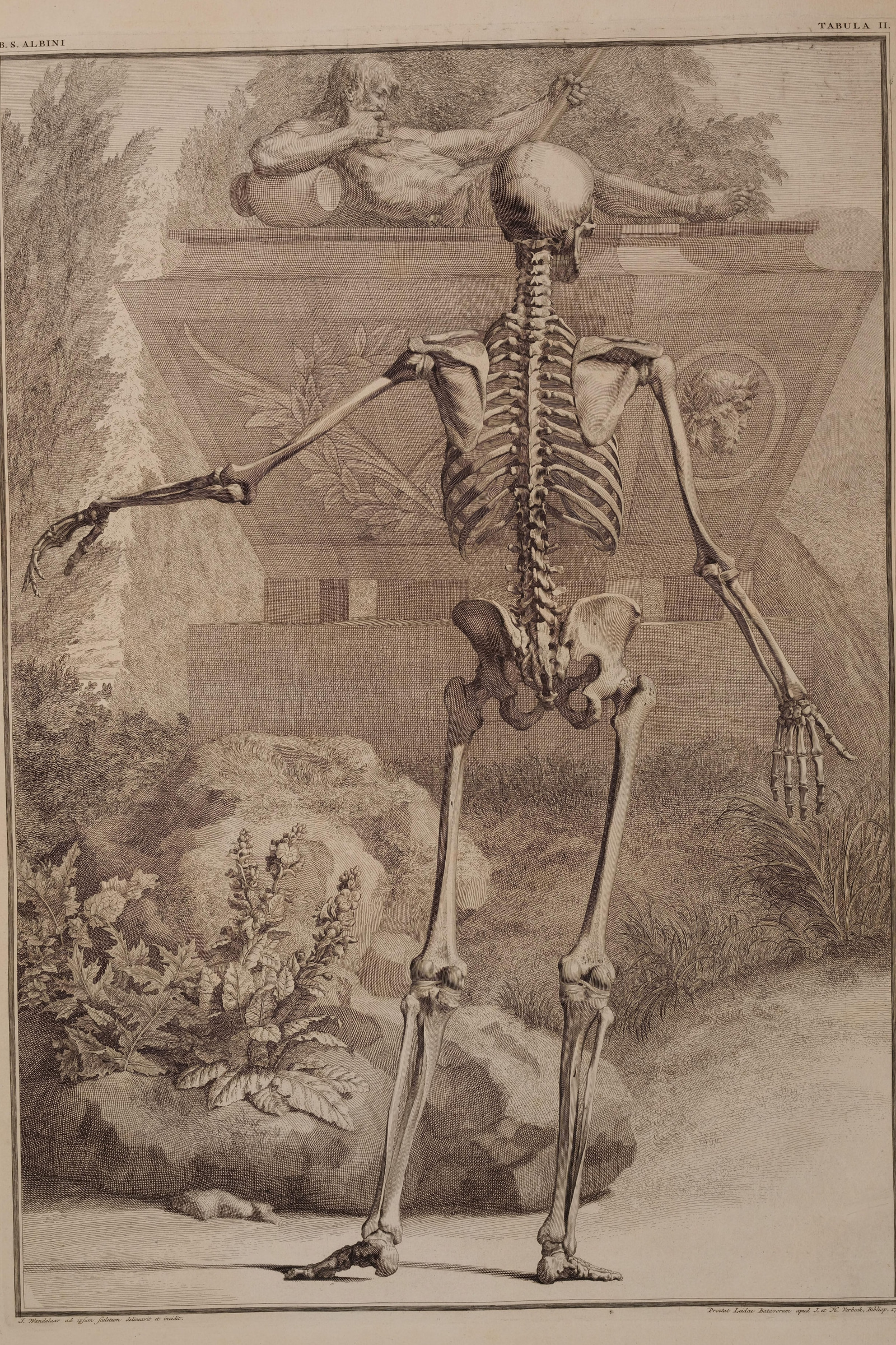 The Human Skeleton (back view, in a landscape)